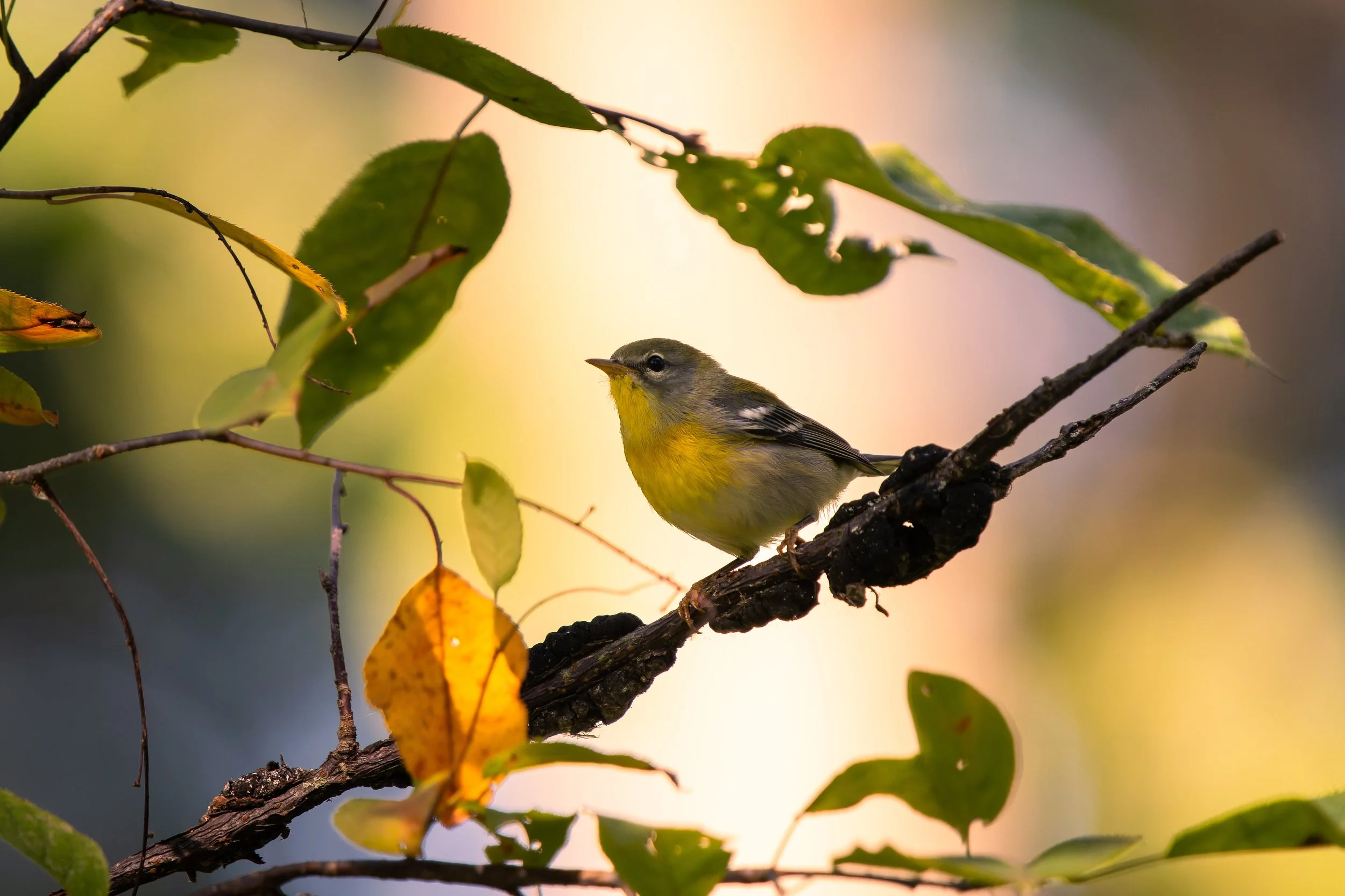 A small yellow-breasted bird perched on a tree branch among green leaves.