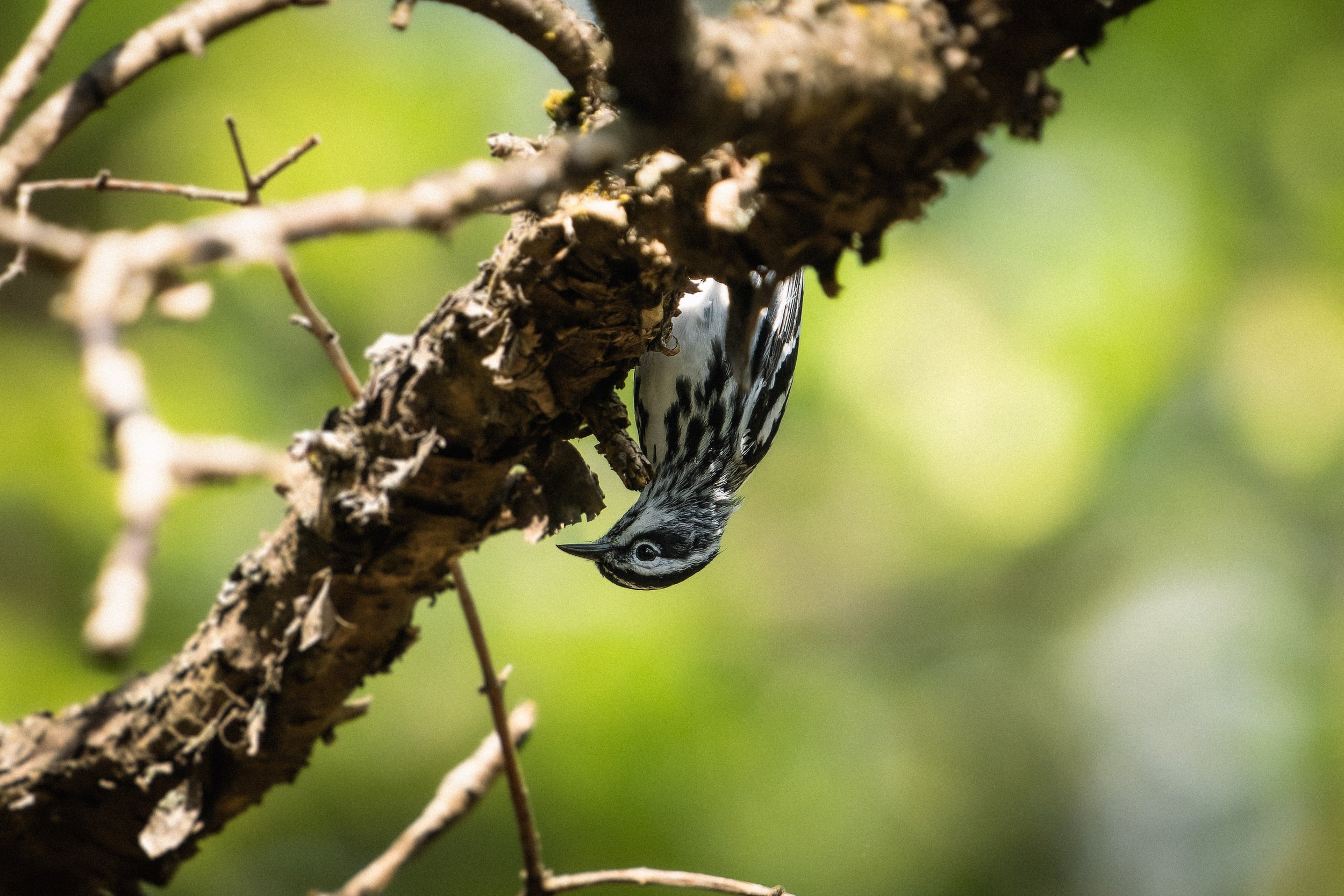 A woodpecker with black and white feathers and a black eye, pecking at a tree branch.