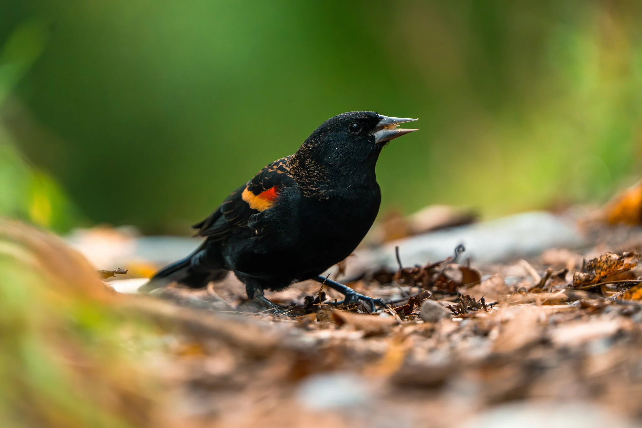 A black bird with orange markings on its wings standing on the ground among fallen leaves, with a blurred green background.