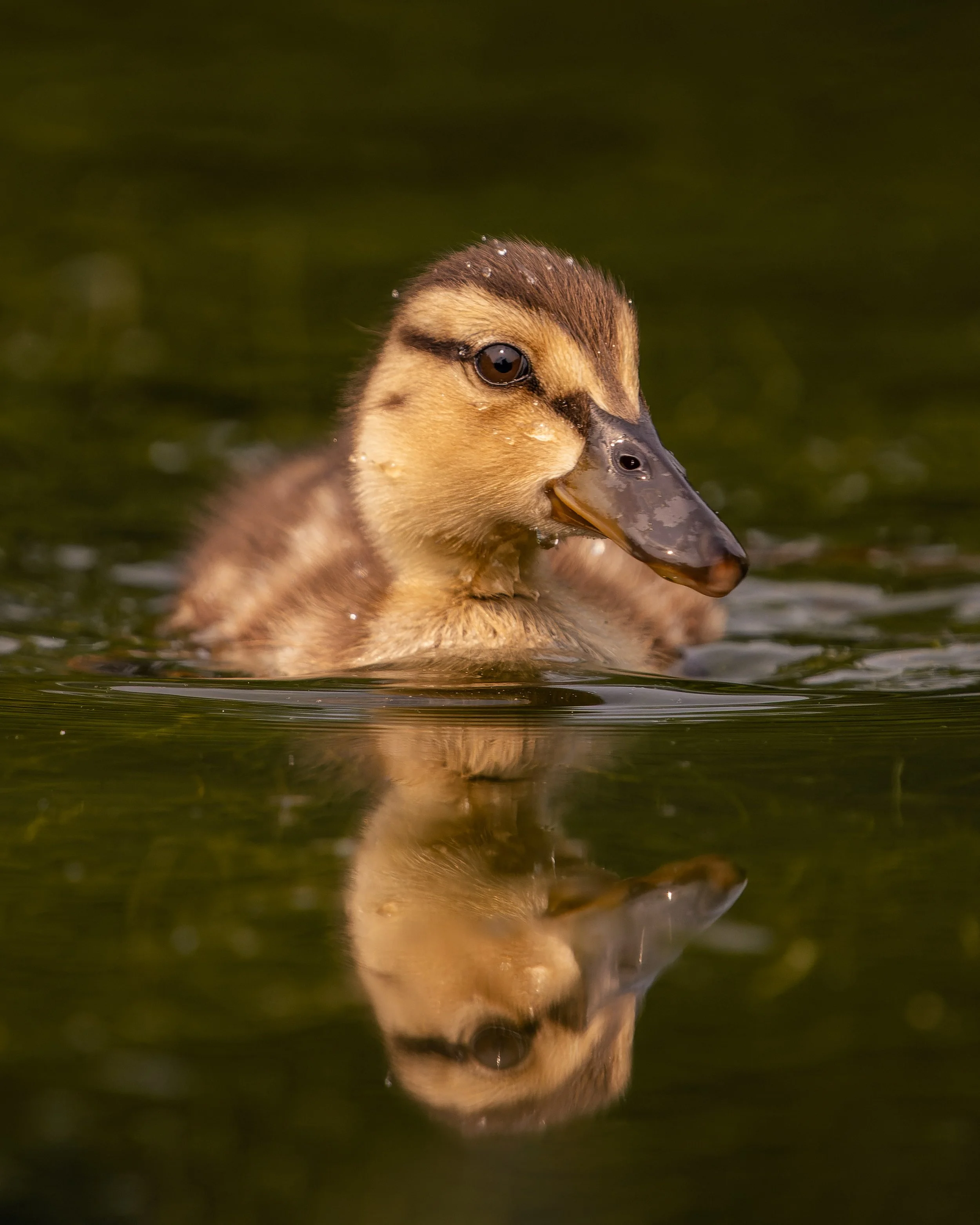 Close-up of a duckling swimming in water, with its head and part of its body visible, and water droplets on its head.