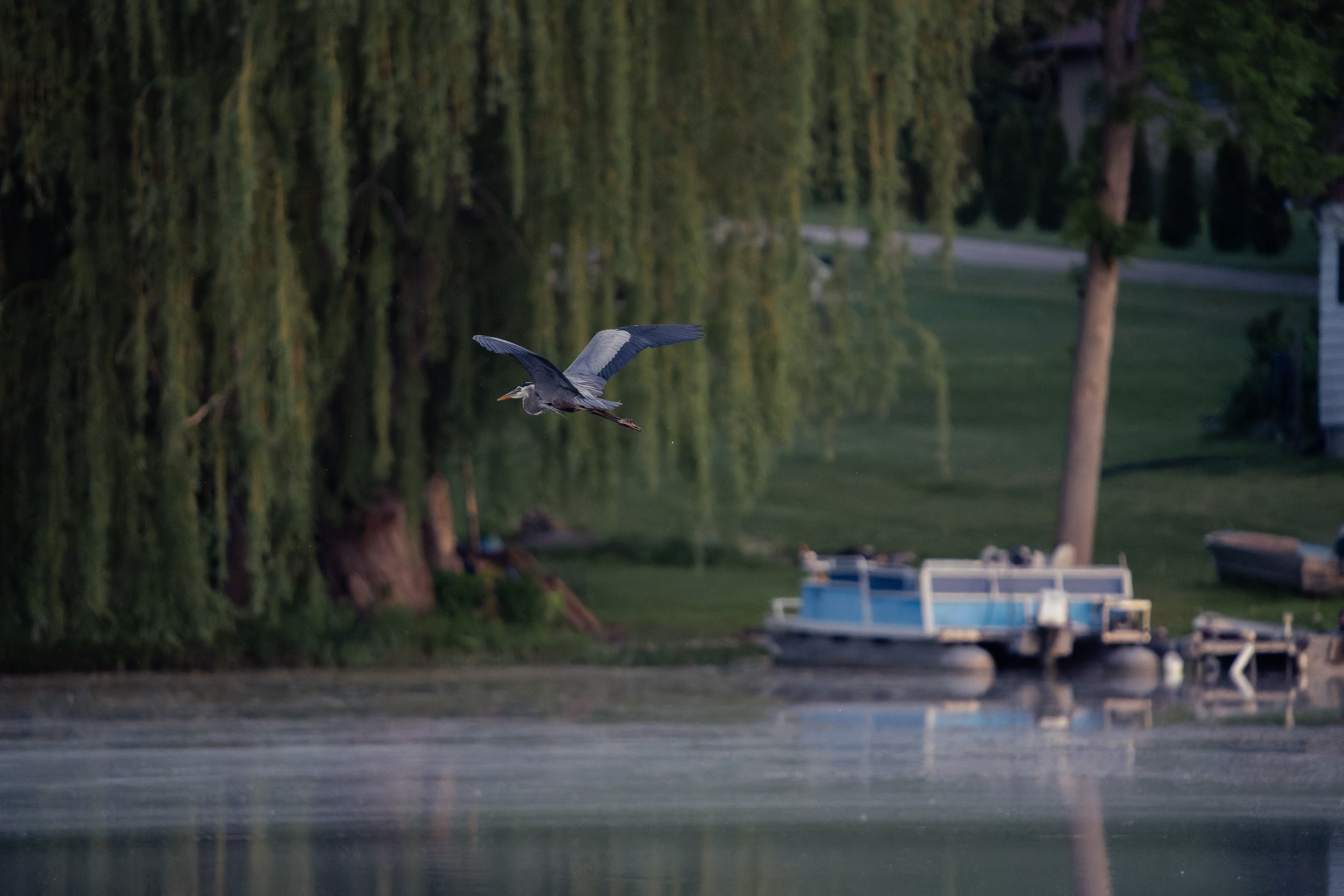 A heron flying over a calm body of water near a grassy shoreline with trees, houses, and boats in the background.