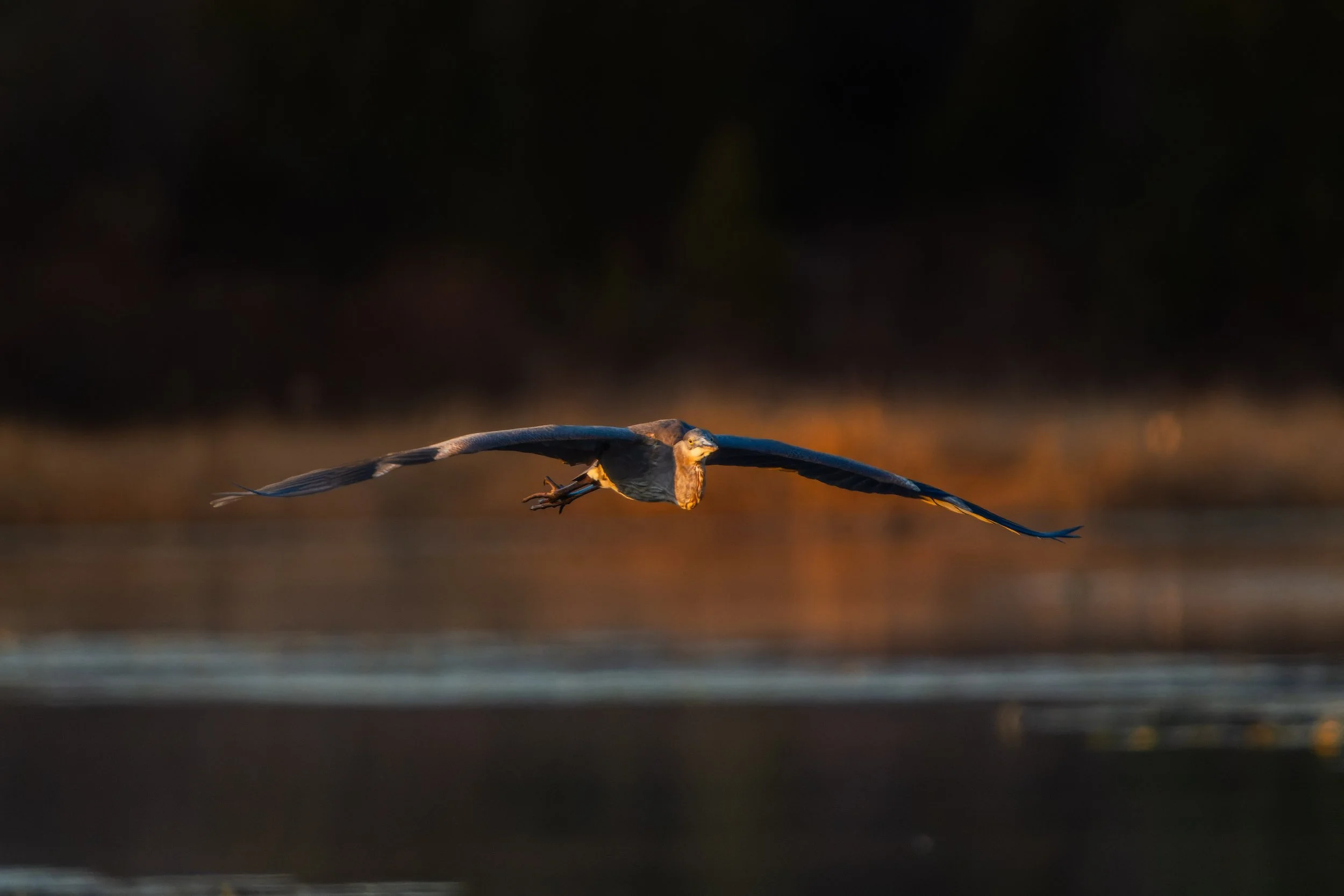 A bird flying low over a body of water during sunset.