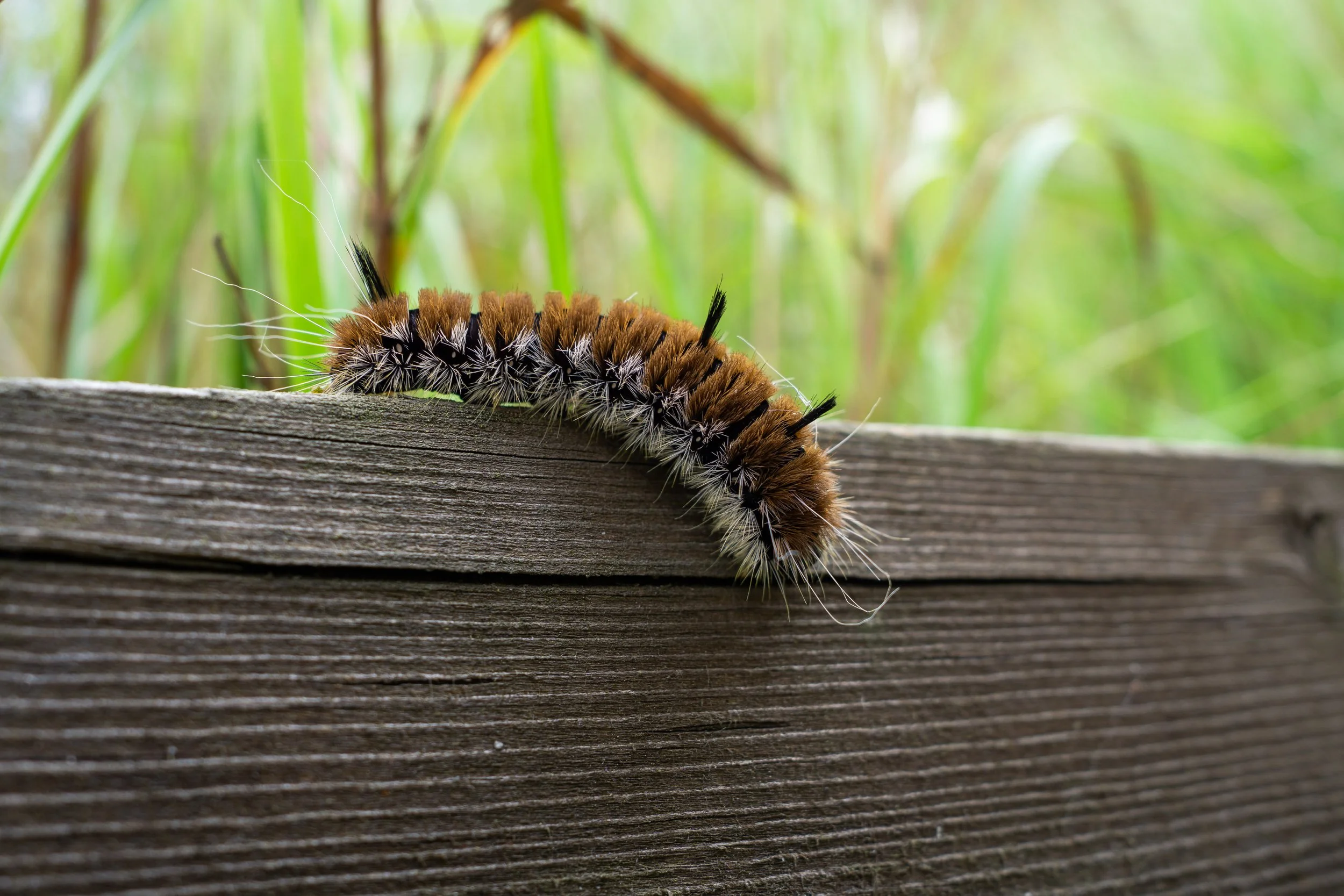 A fuzzy caterpillar with black, white, and brown markings on a wooden plank, with green grass and foliage in the background.
