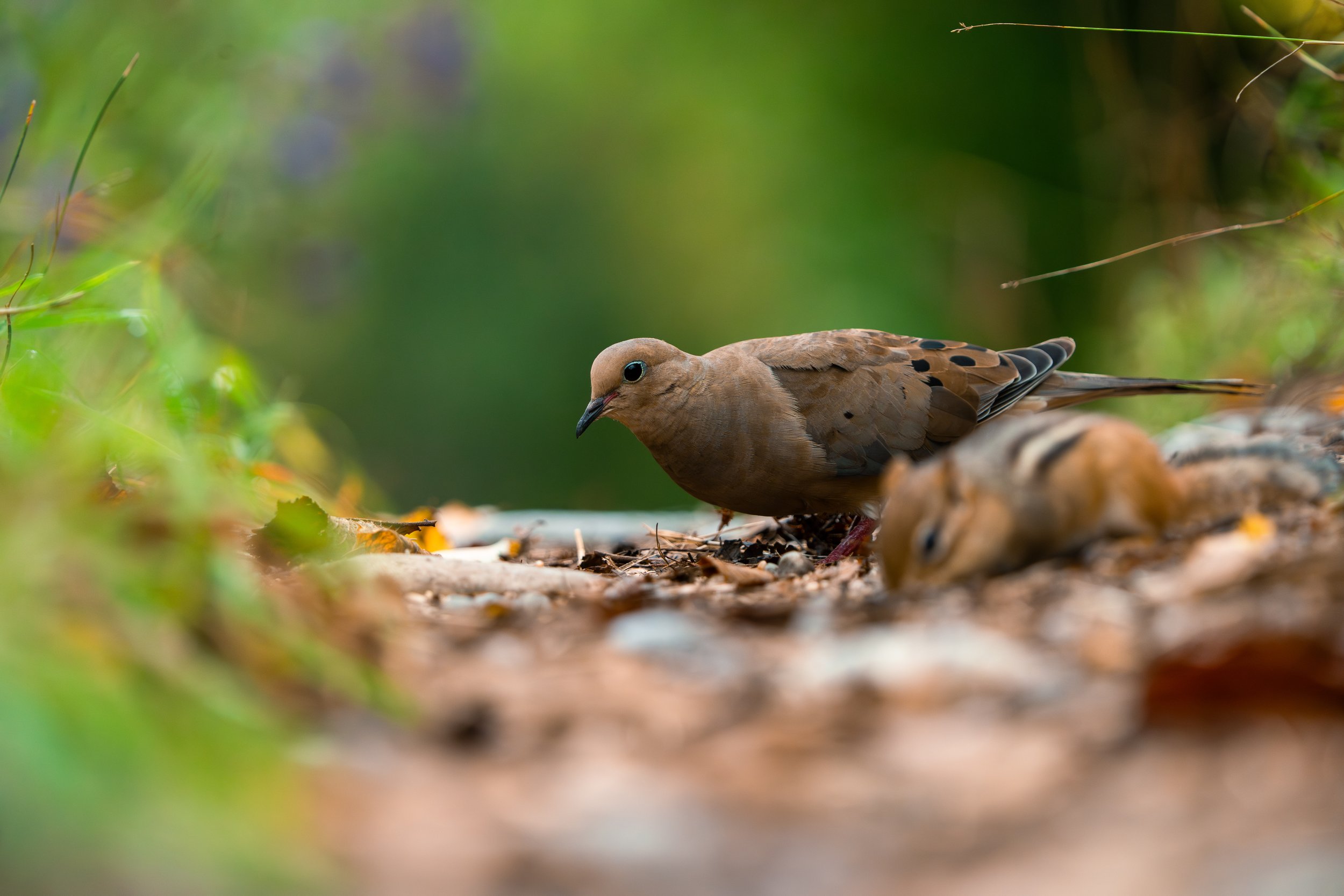 Close-up of a mourning dove standing on the ground among leaves and twigs, with a blurred green background.