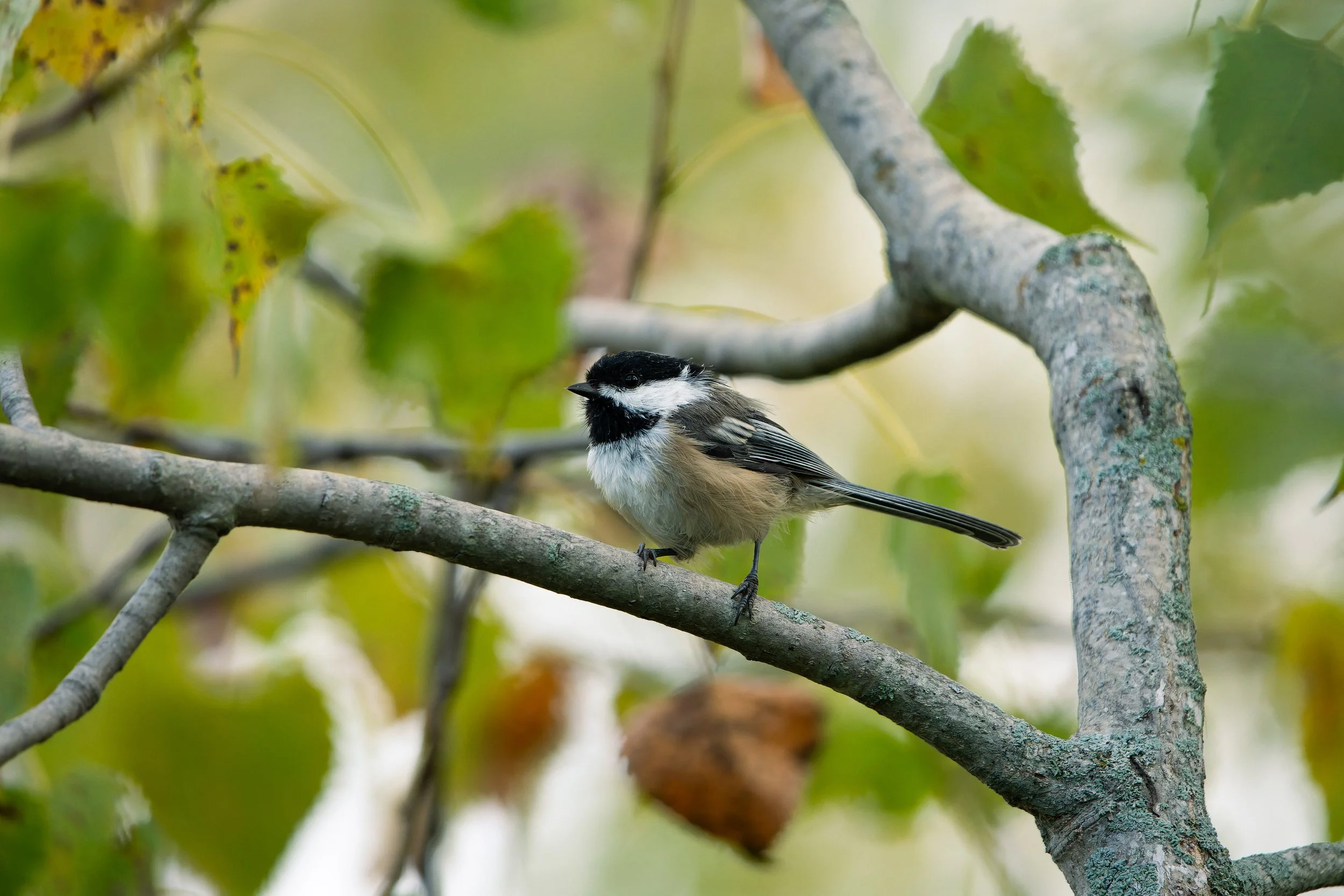 A small bird with black and white feathers perched on a tree branch among green leaves.