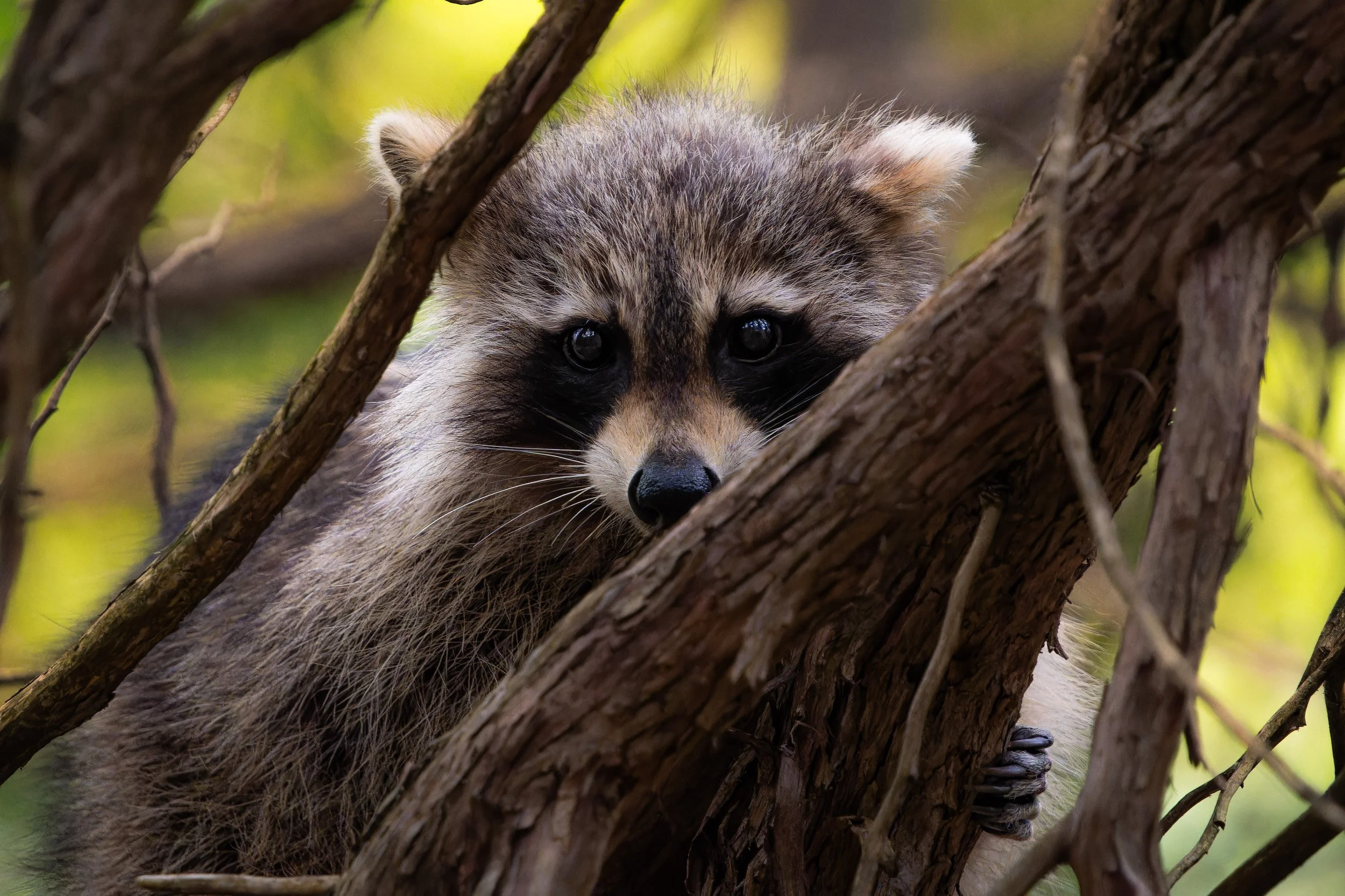 A raccoon peeks through the branches of a tree, looking directly at the camera with dark eyes.