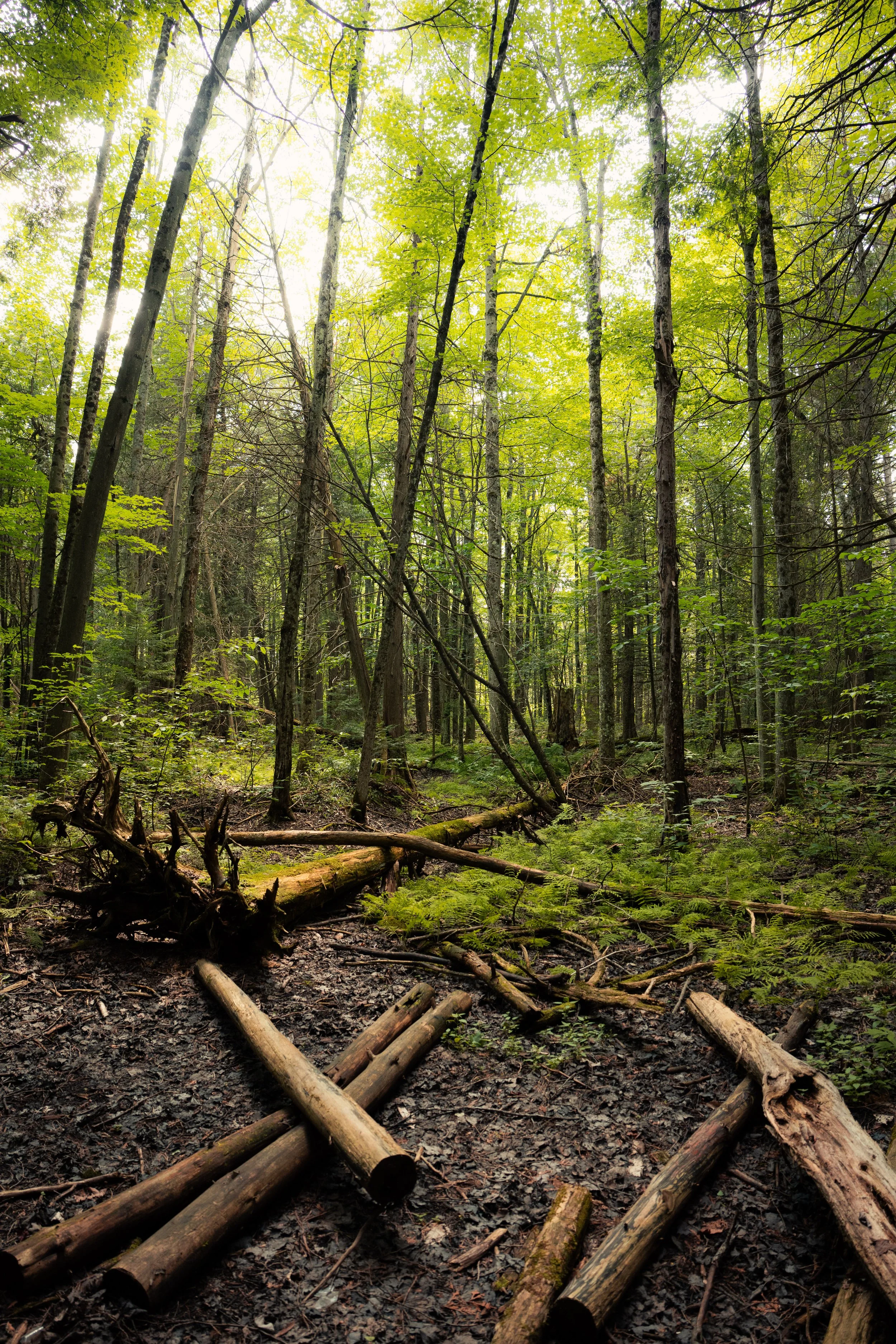 A forest scene with tall trees, green leaves, and fallen logs on the dark forest floor.