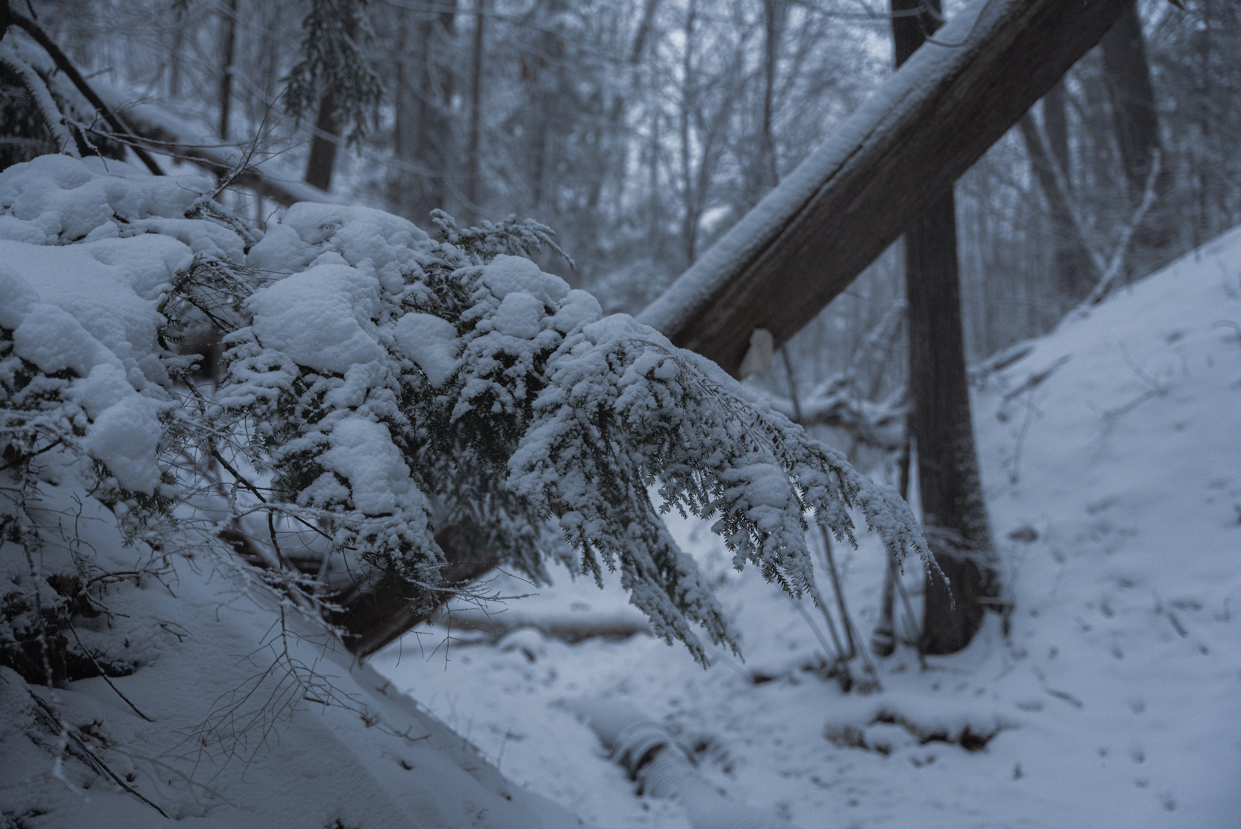 Snow-covered trees and bushes in a winter forest, with a fallen tree leaning against a larger one.