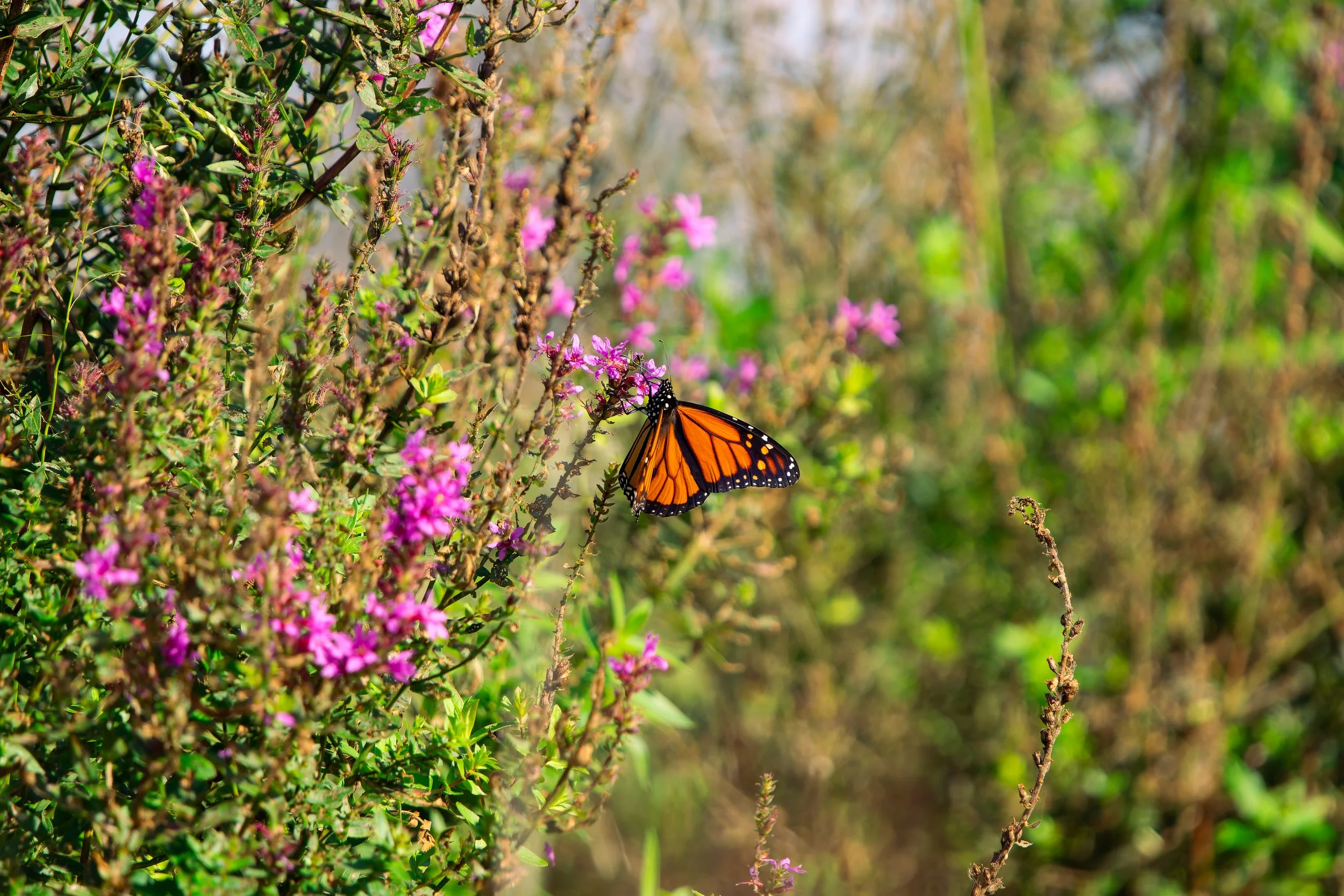 A monarch butterfly perched on a pink wildflower in a lush green natural setting.