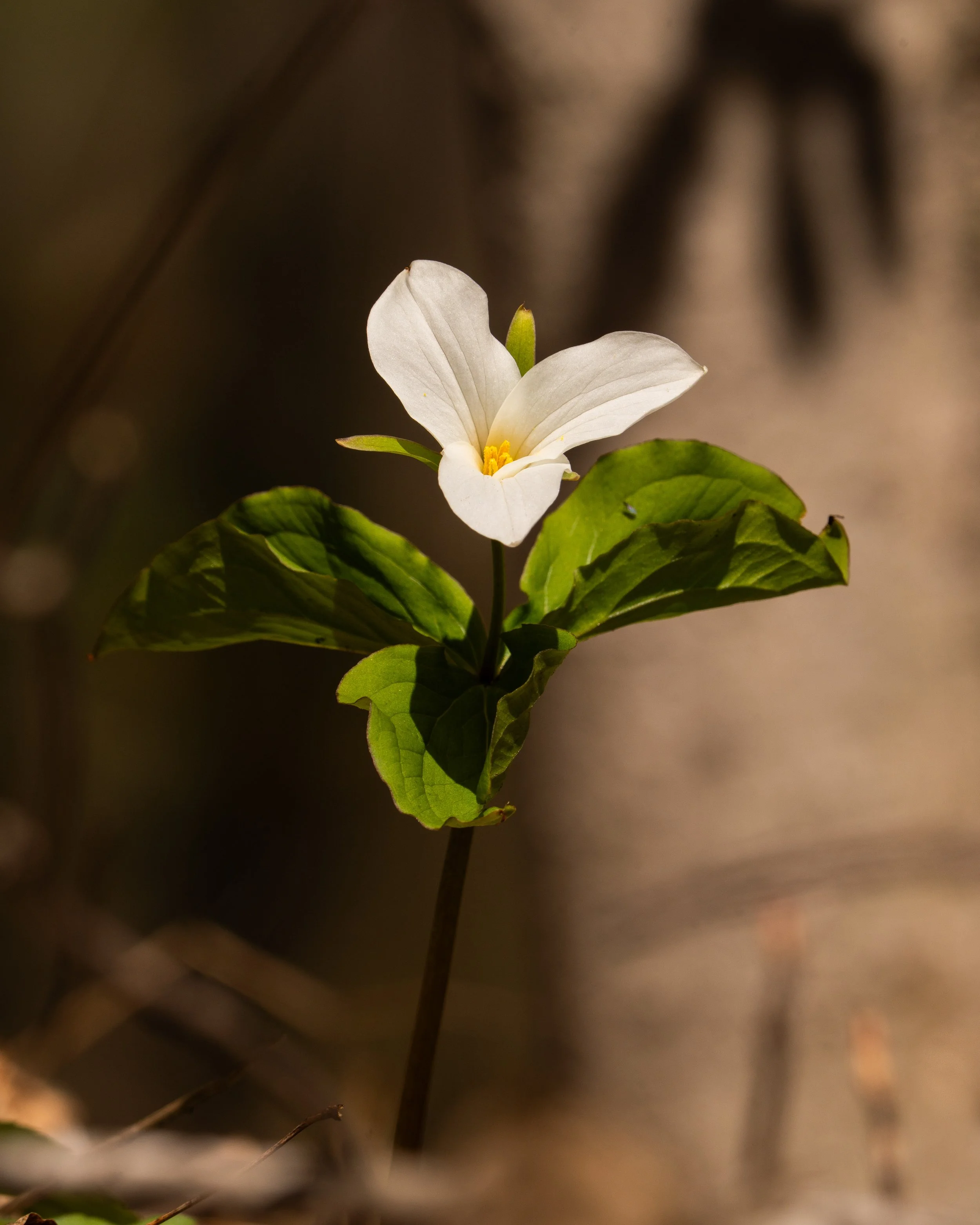 A single white flower with yellow stamens and green leaves, set against a blurred brown background.