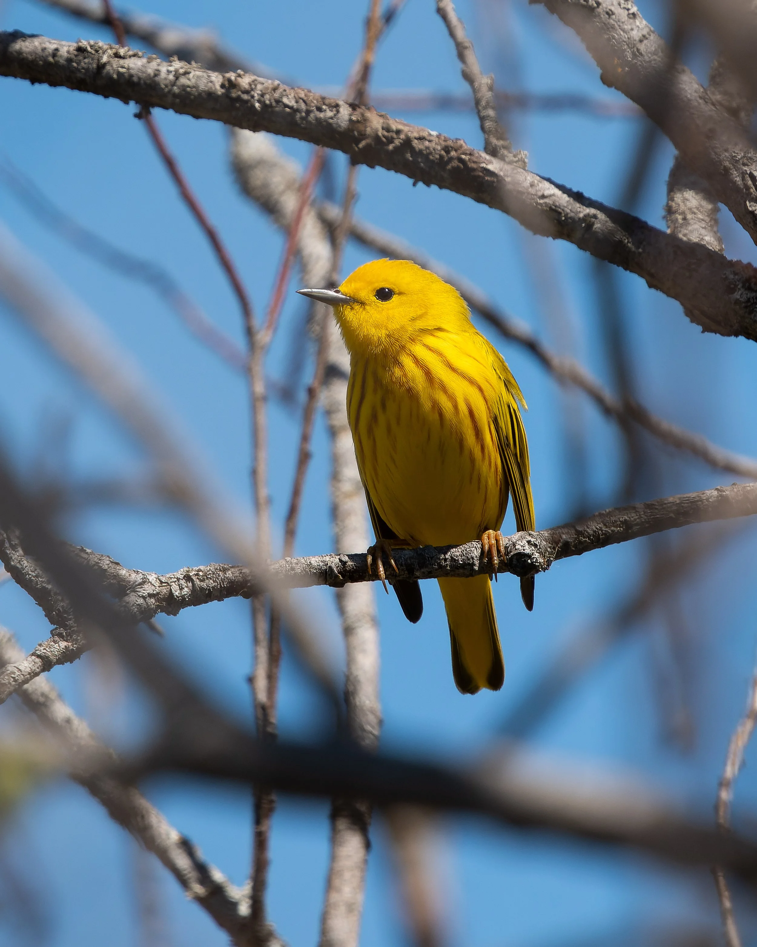 A yellow bird perched on a tree branch against a clear blue sky.