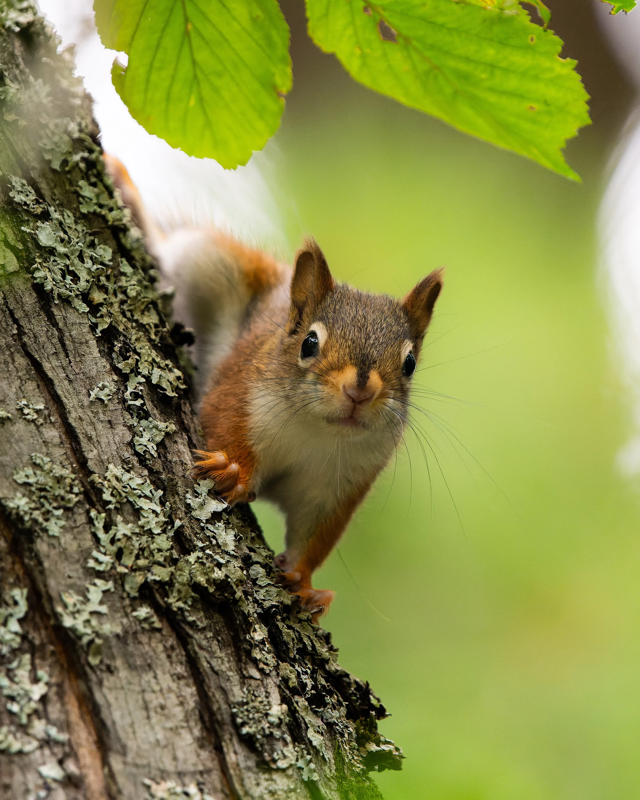 A squirrel peeking out from behind a tree trunk with green leaves above.