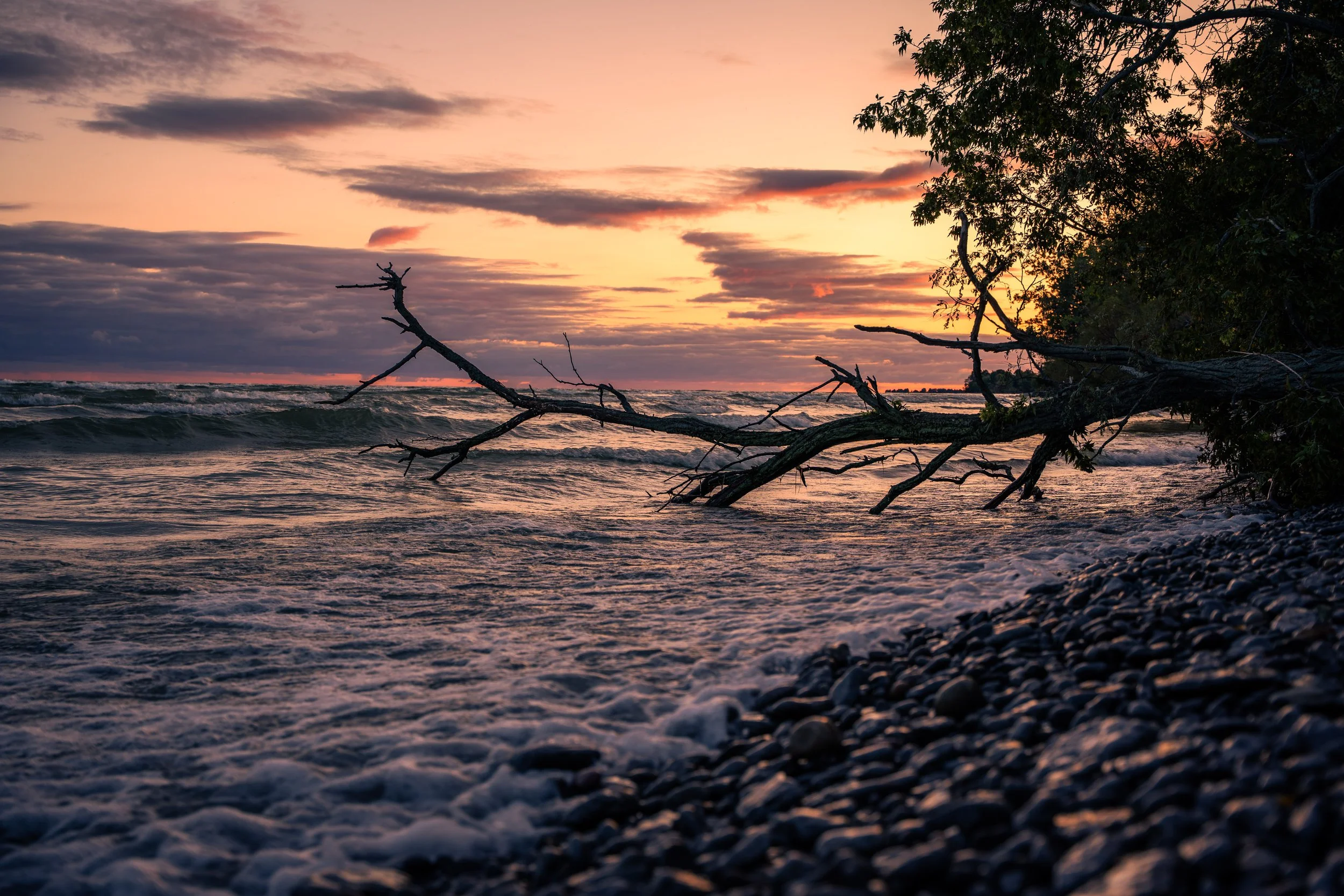 Sunset over the ocean with clouds in sky, trees overhanging rocky shoreline, waves crashing, and a fallen tree on the beach.