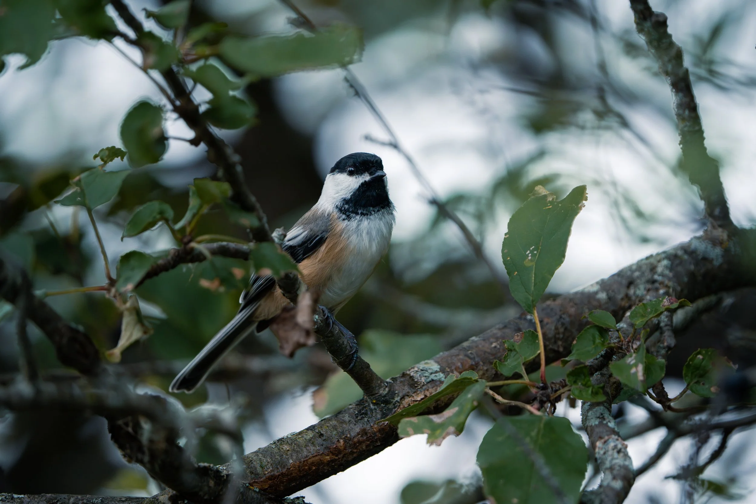 A small bird with a black cap and white face perched on a tree branch amidst green leaves.
