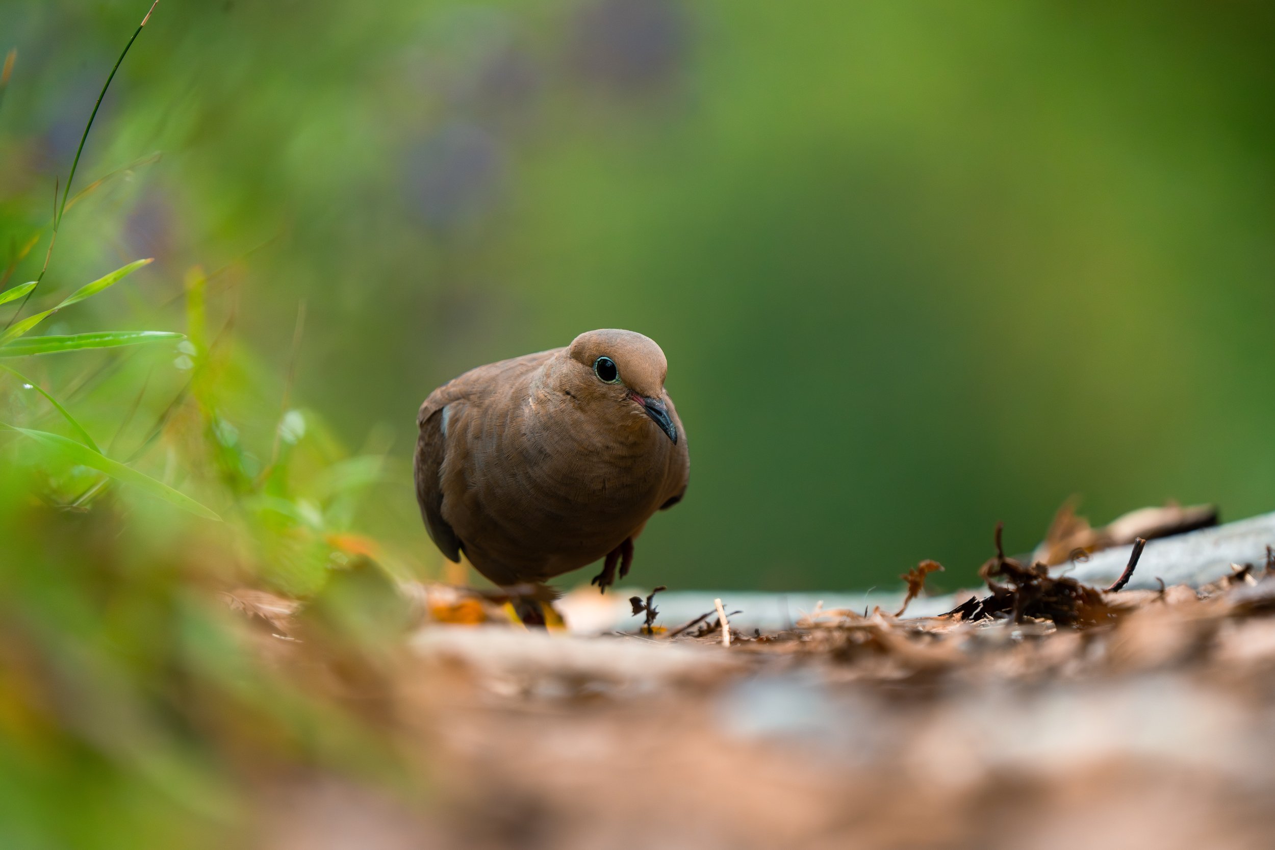 A brown bird with a dark eye and short beak standing on the ground among green foliage and dried leaves.