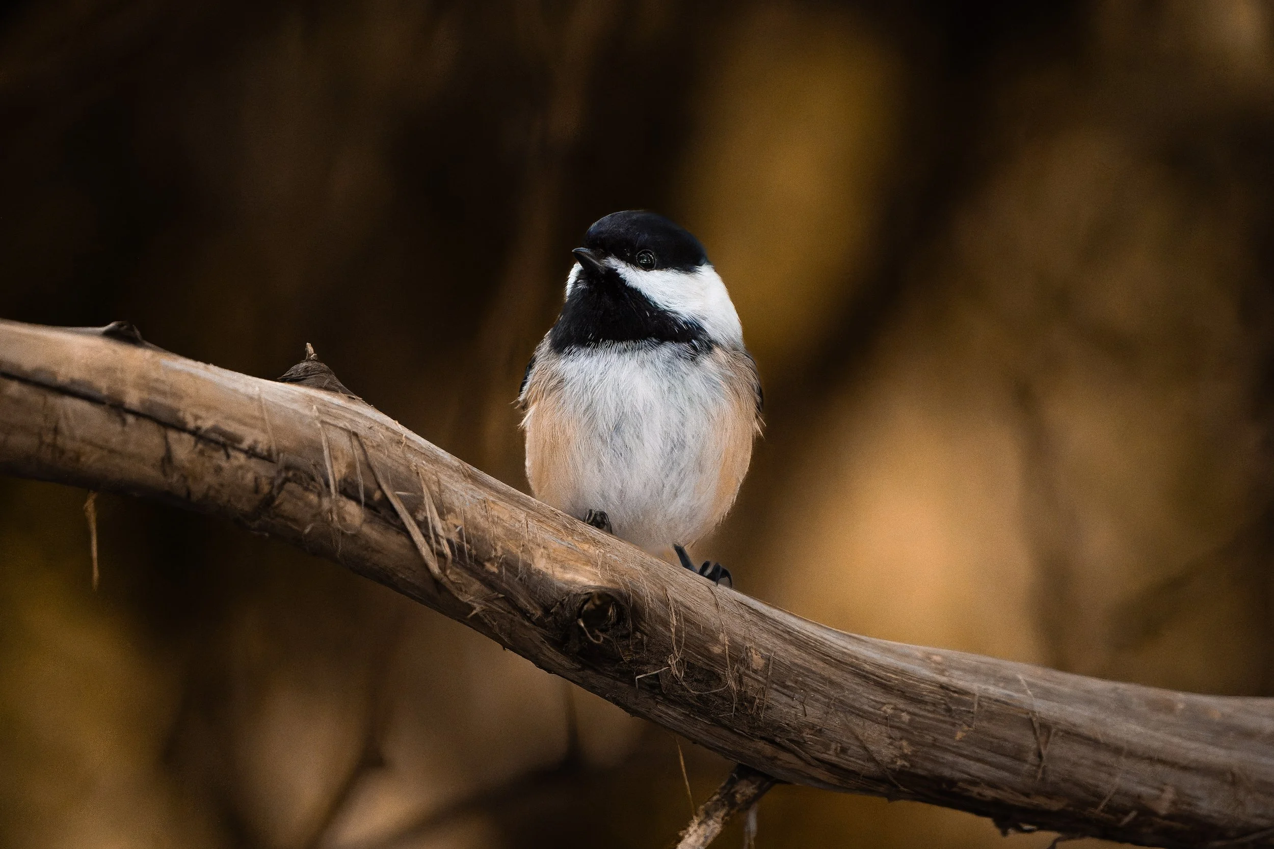 A small bird with black and white plumage perched on a branch with a dark, blurred background.