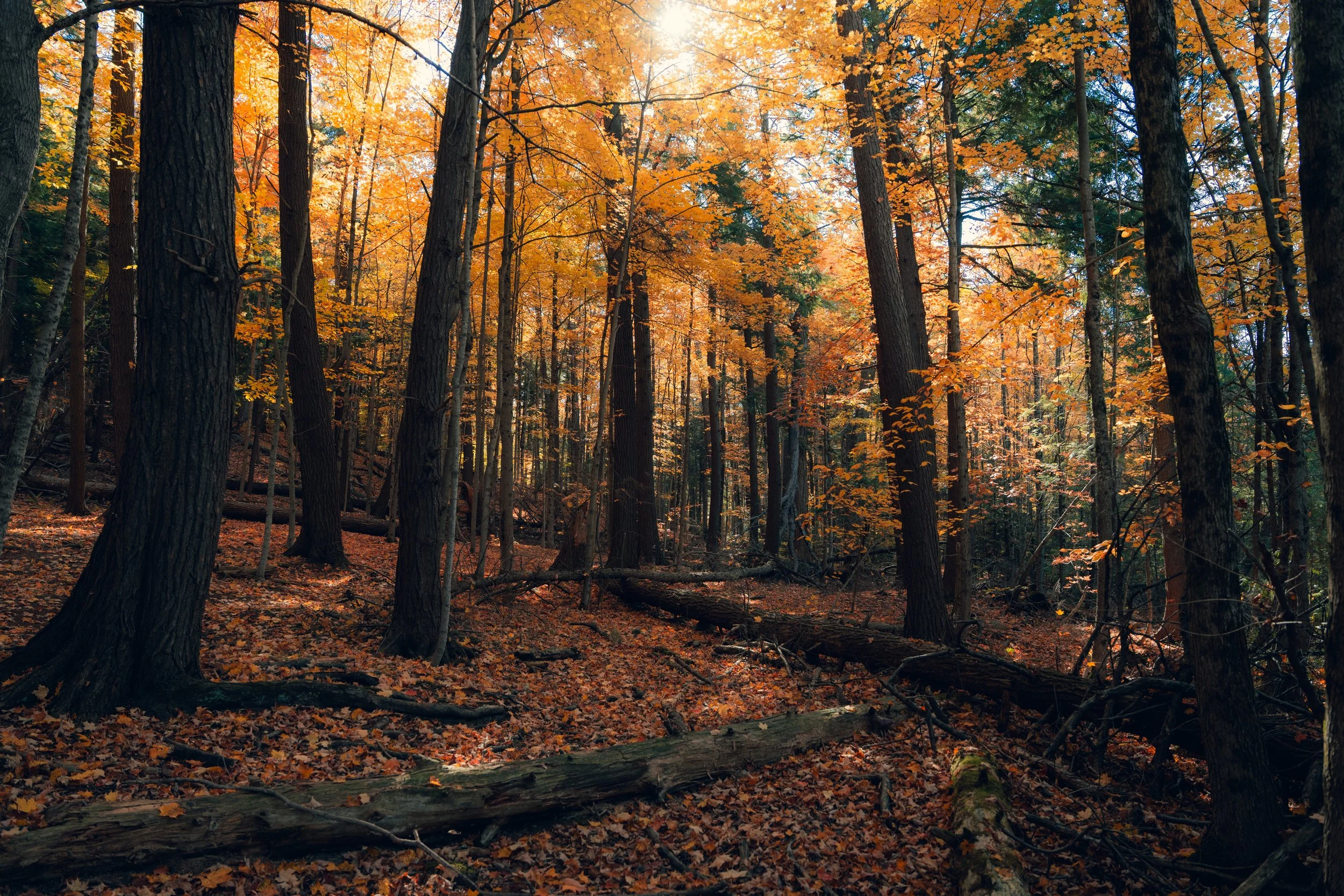A dense forest with tall trees having orange and yellow autumn leaves, some fallen on the ground, and sunlight filtering through the branches.