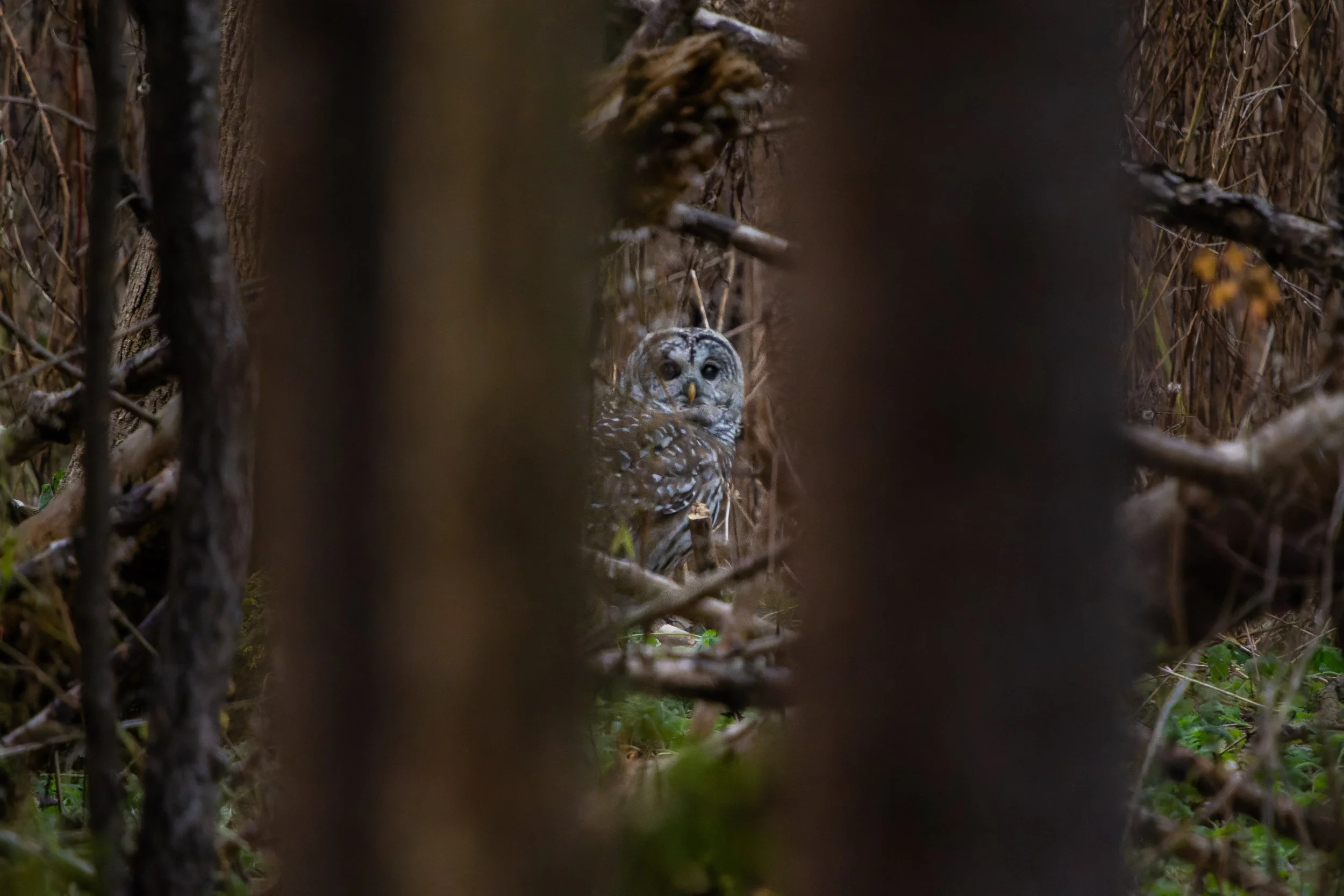 A barred owl peeking through dense branches and twigs in a wooded area, surrounded by tree trunks and foliage.