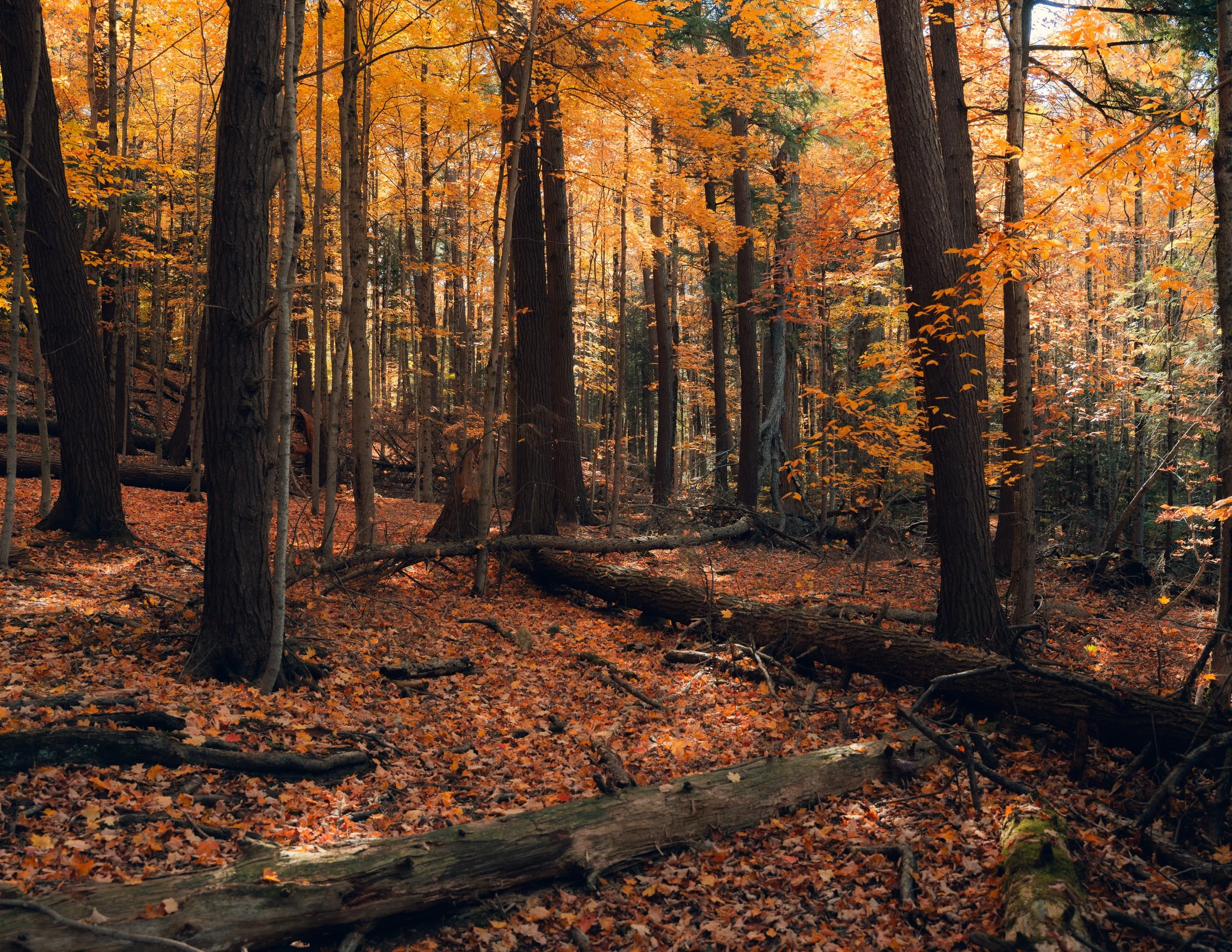 A dense forest with tall trees displaying vibrant orange and yellow fall foliage, with a ground covered in fallen leaves and some fallen branches.