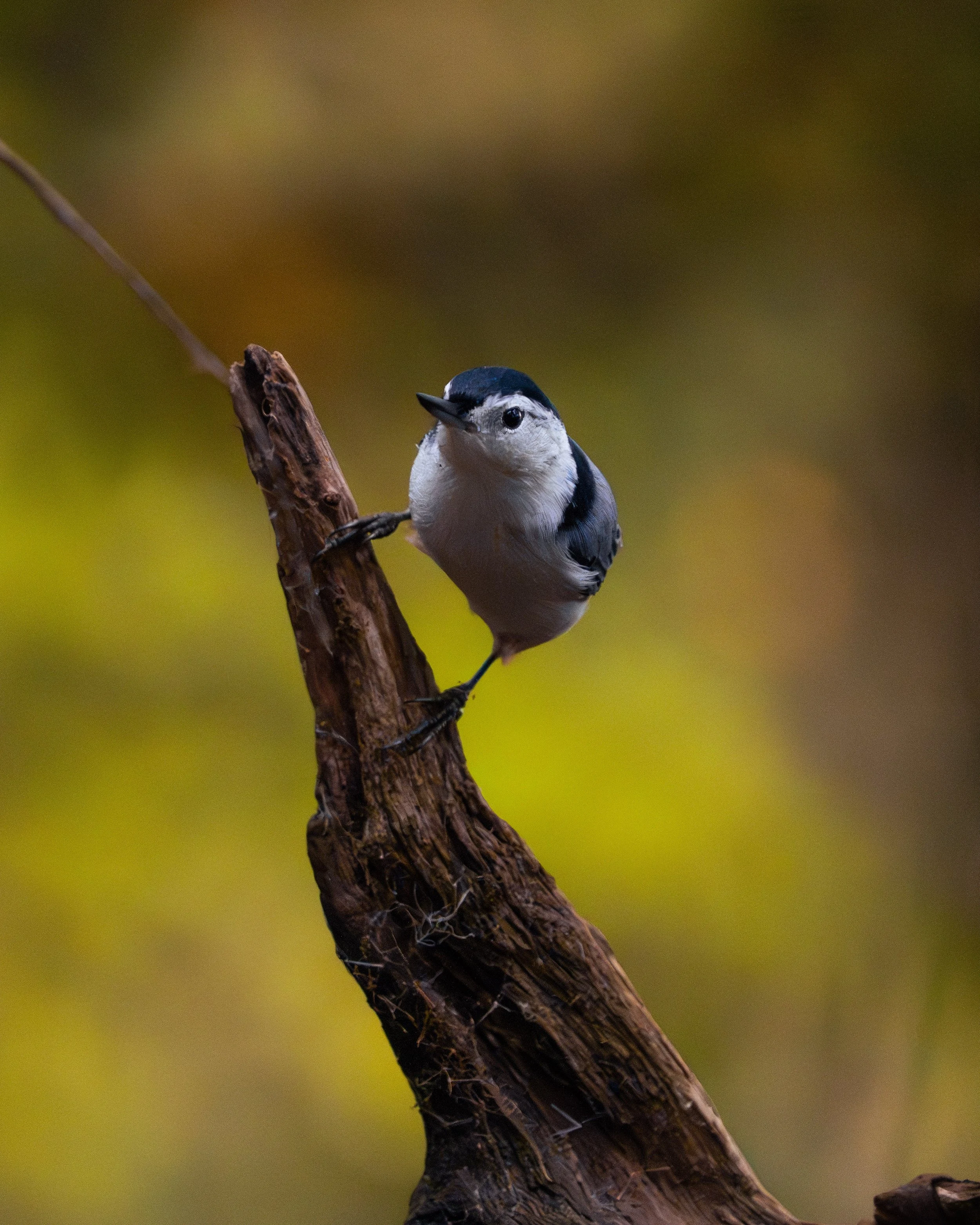 A small bird, likely a chickadee, perched on a weathered, brown tree branch with a blurred green and yellow background.