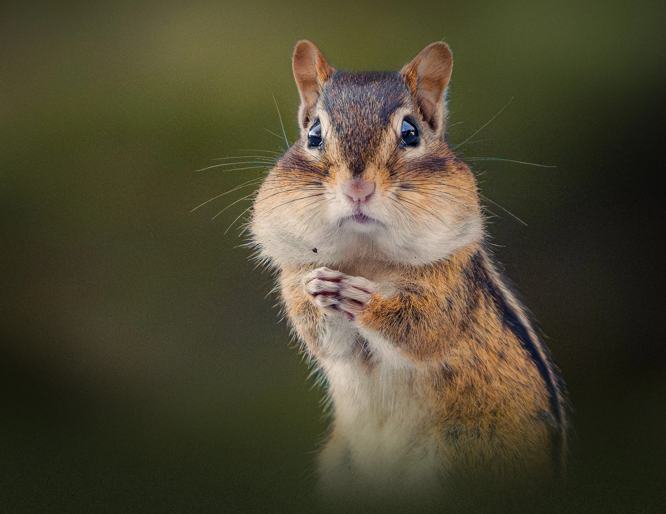 Close-up view of a small furry animal, possibly a squirrel or chipmunk, with large dark eyes and tiny paws held close to its chest, against a blurred natural background.