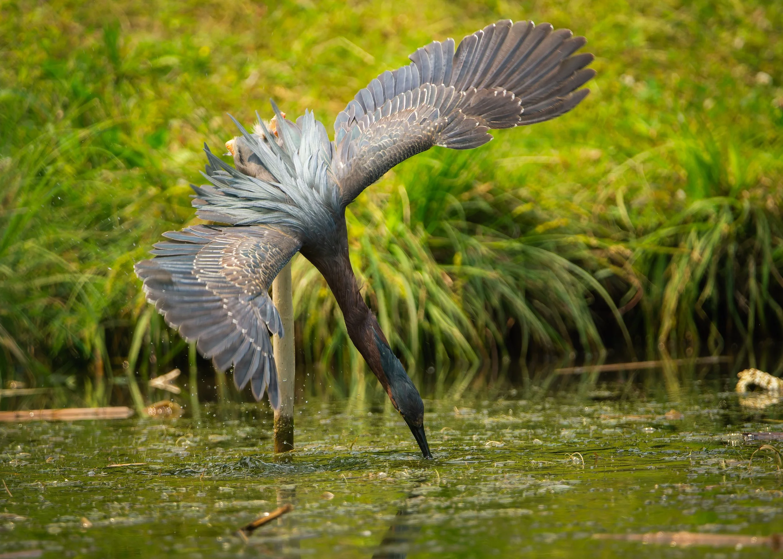 A bird, possibly a heron or egret, standing in shallow water with wings spread wide, surrounded by green vegetation.