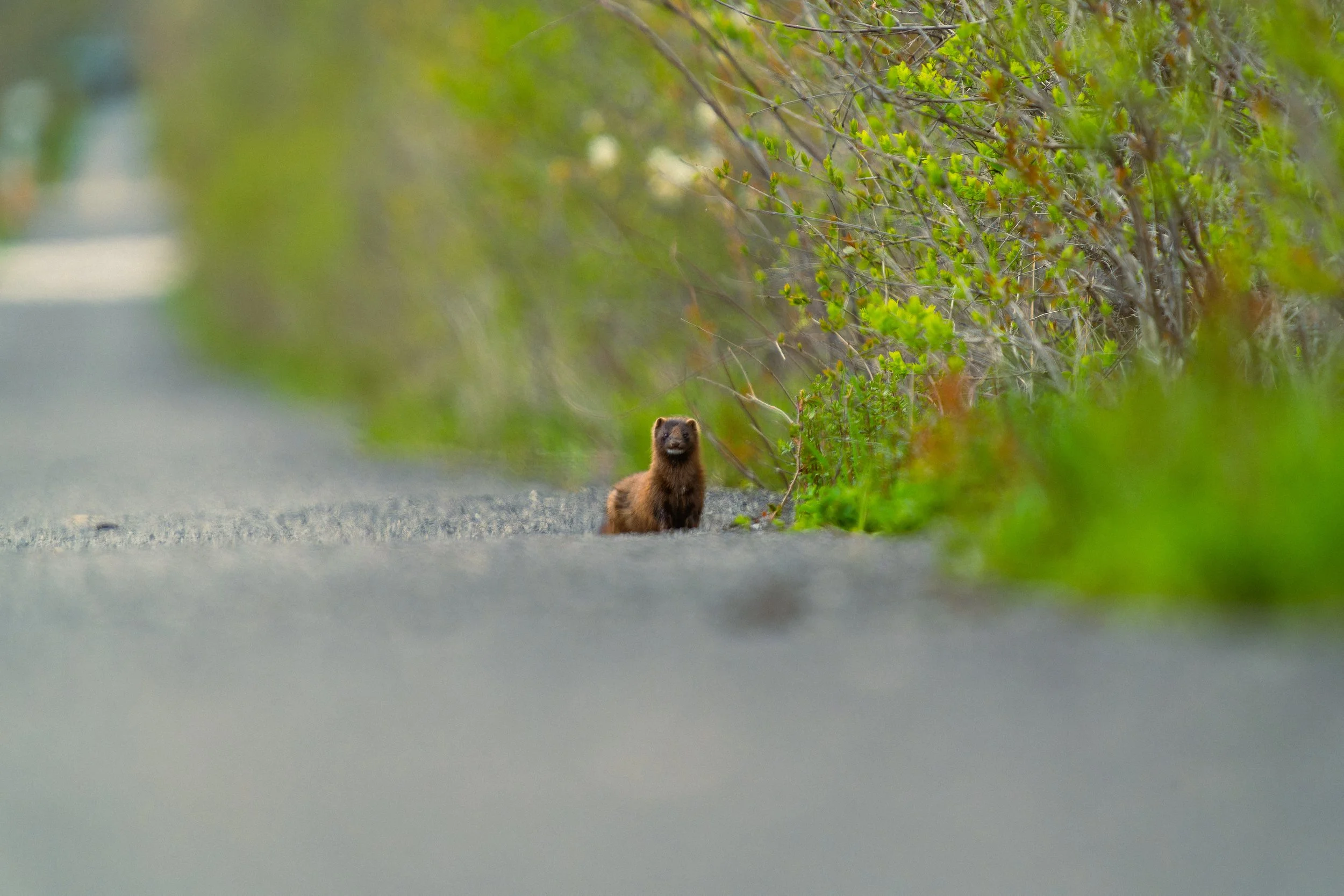 A small animal, possibly a ferret or weasel, sitting on a paved road near green bushes and trees, with blurred background.