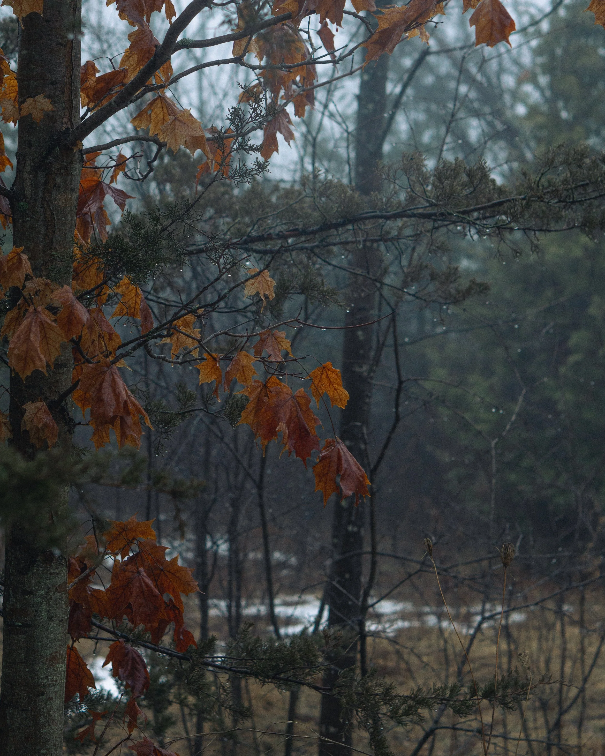 A foggy forest scene with trees and branches, some leaves are orange and brown, indicating autumn.