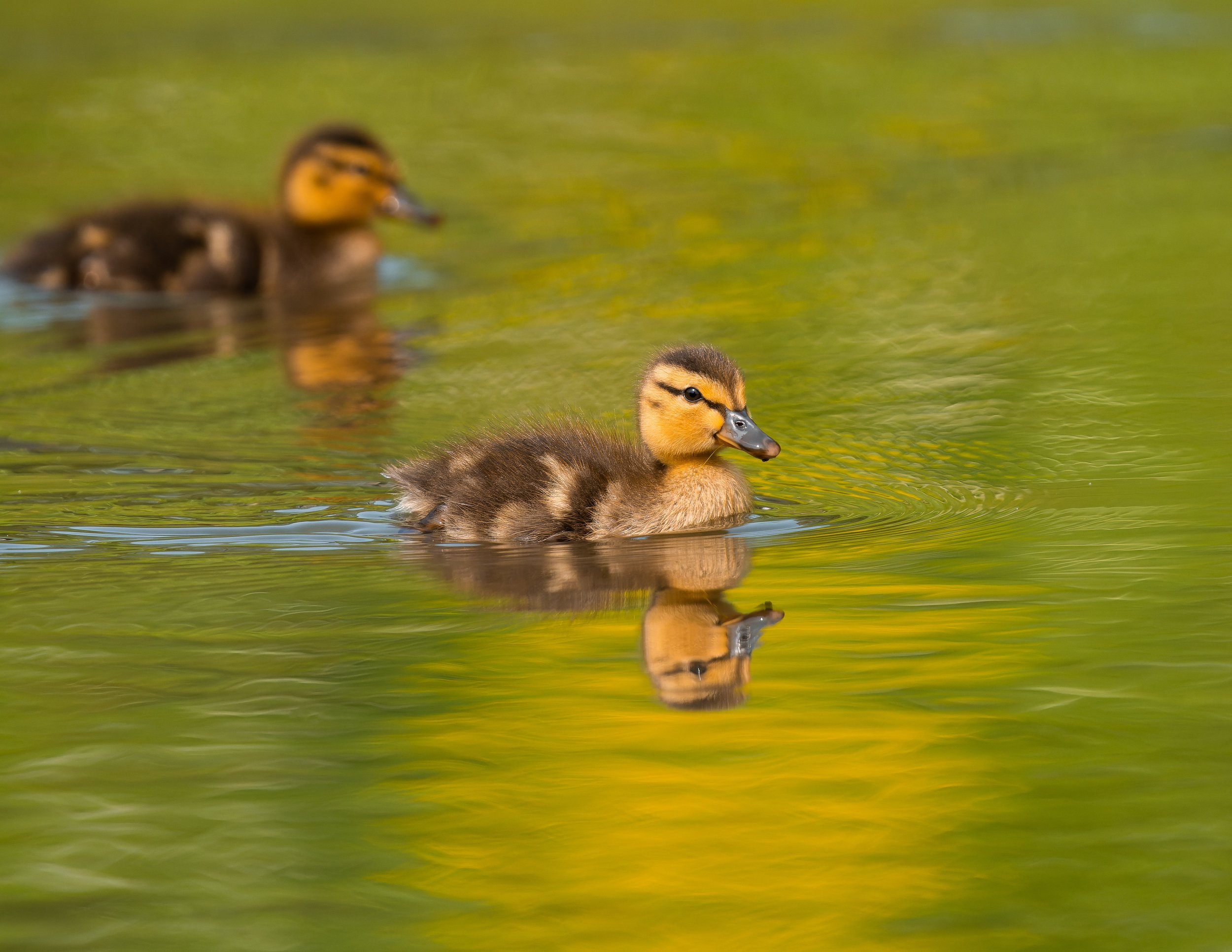 Close-up of two ducklings swimming in a greenish water body with reflections.