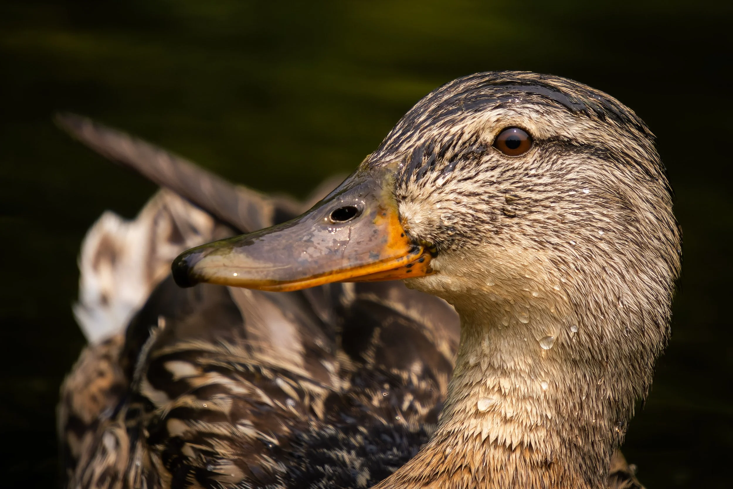Close-up of a duck's head and upper body, showing brown and tan feathers, with water droplets on its feathers, and a dark background.