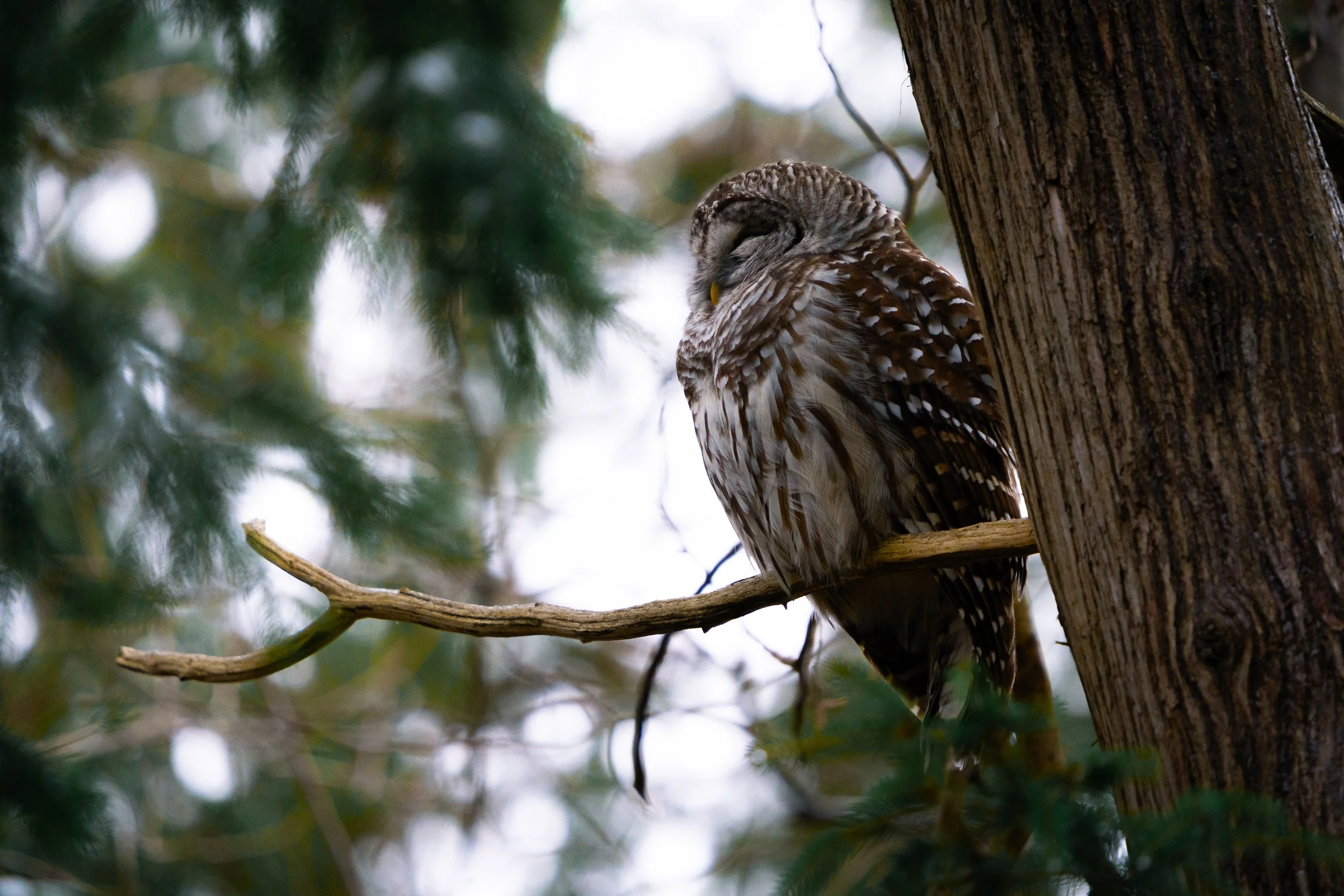 A barred owl perched on a tree branch with its eyes closed, surrounded by pine tree branches and blurred greenery.