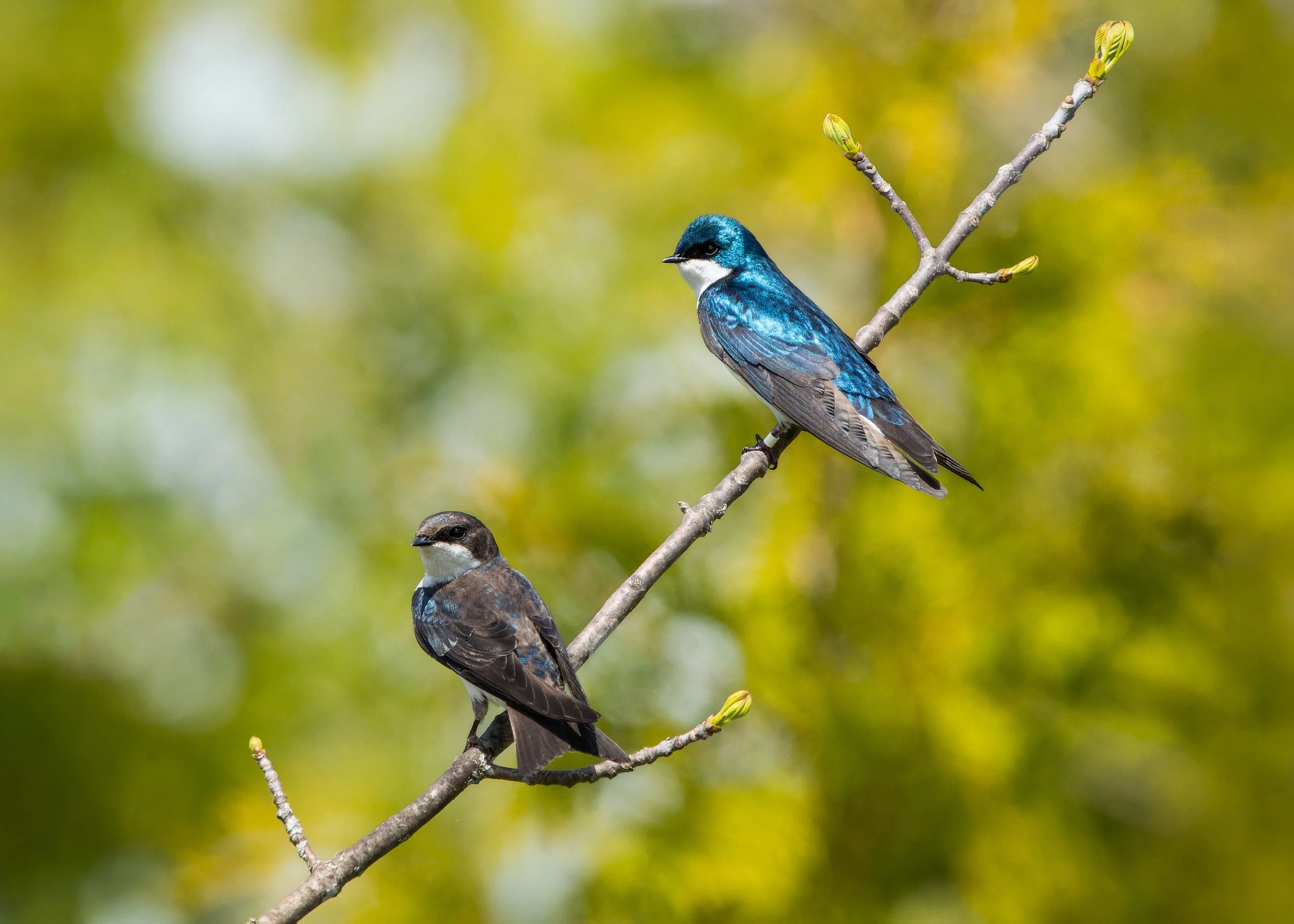 Two birds perched on a thin tree branch with a green, blurred background. The upper bird has vibrant blue and black plumage, while the lower bird has brown and white feathers.