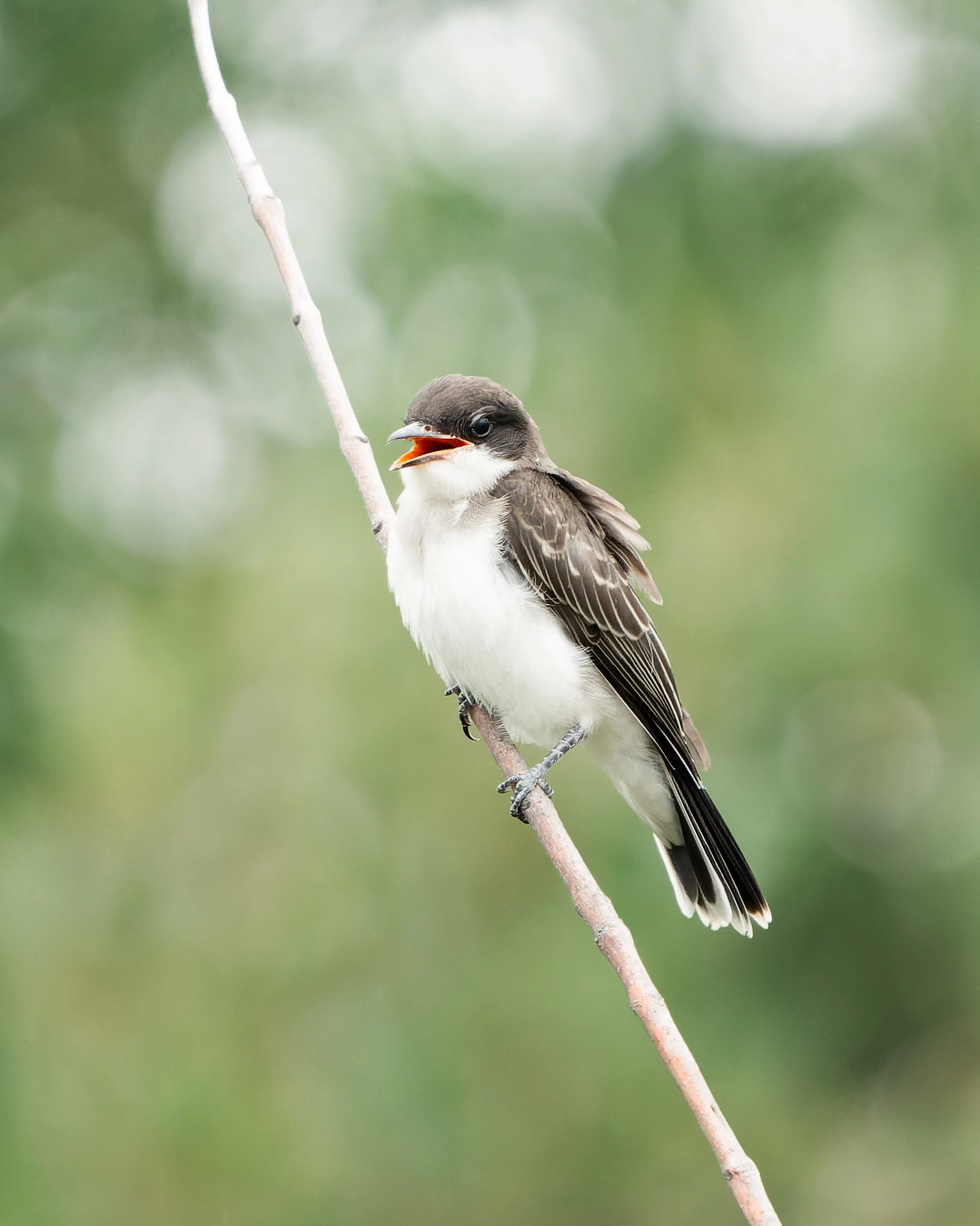 A small bird perched on a thin branch, singing with its beak open, surrounded by blurred green foliage in the background.