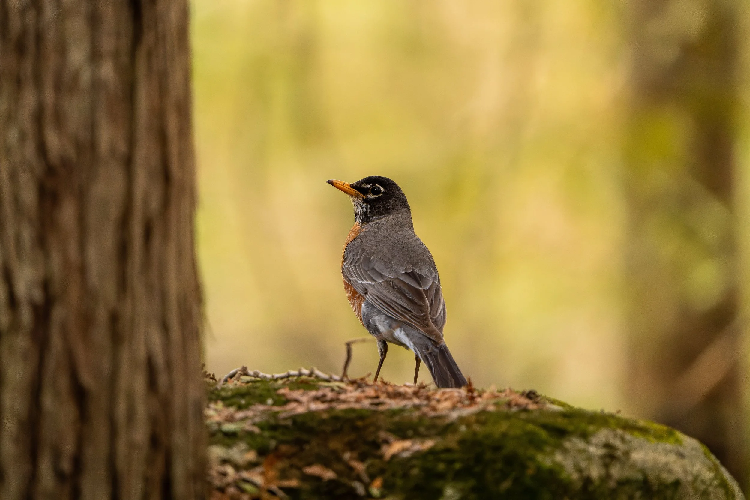 A bird perched on the ground behind a tree trunk in a forested setting with a blurred green background.