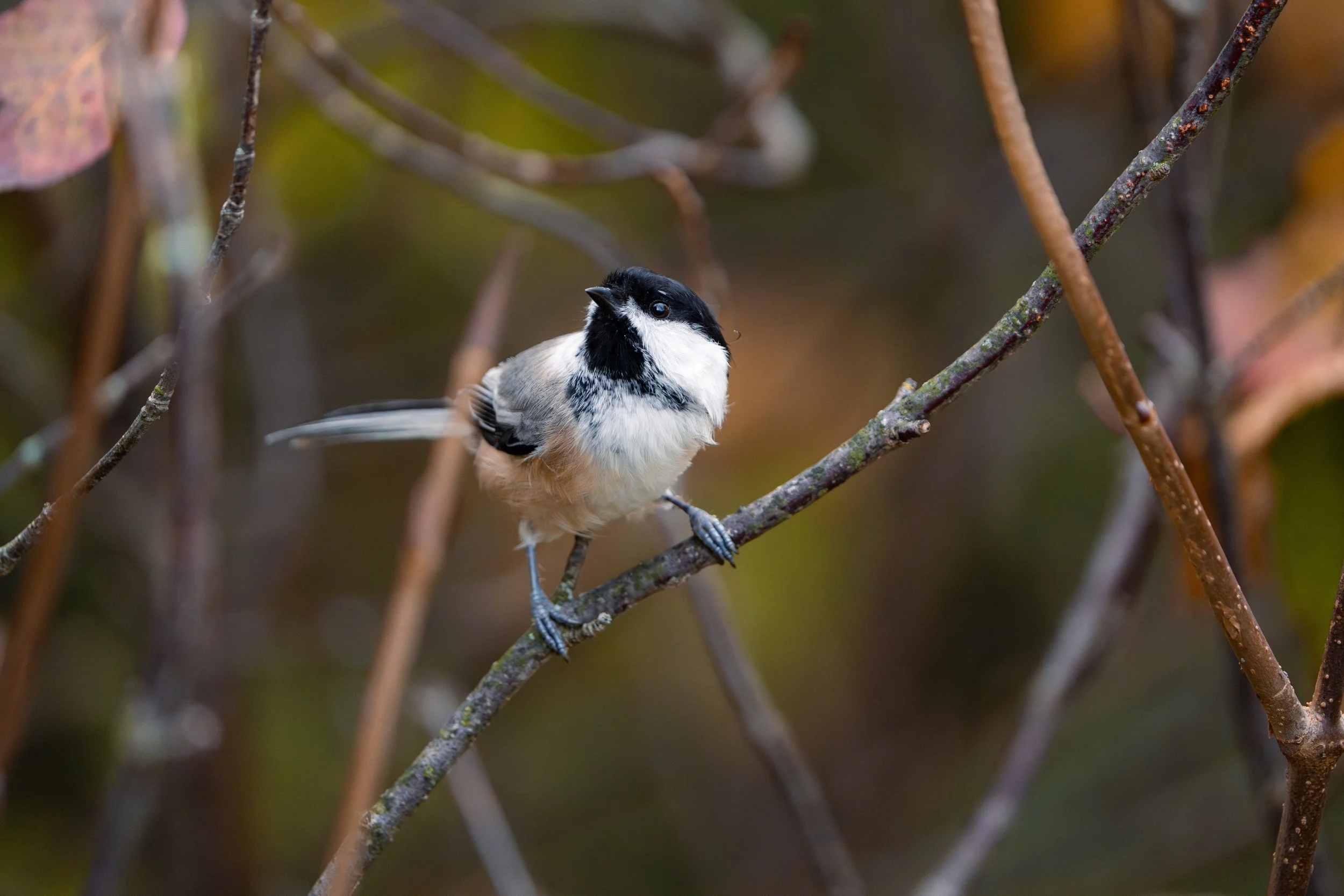A black and white chickadee perched on a thin branch with a blurred background of branches and foliage.