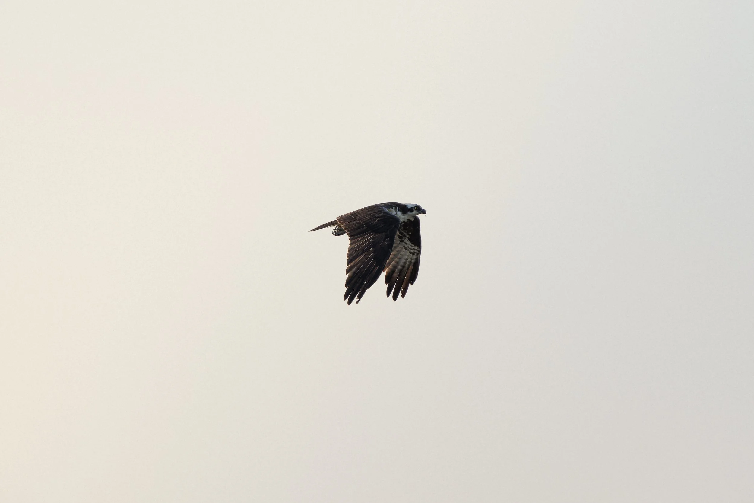 A bird flying in the sky with a light background.