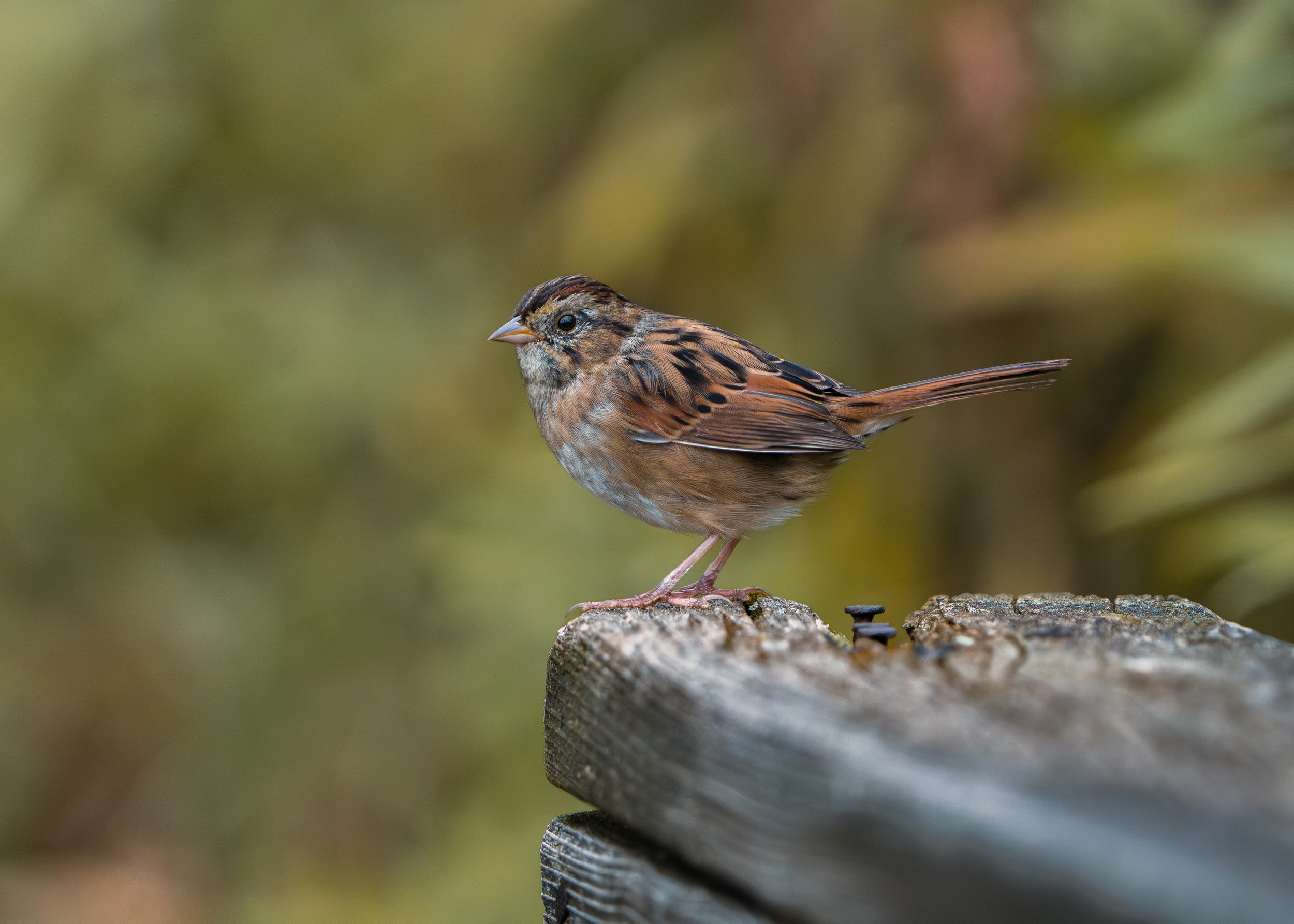 A small brown bird with streaks on its wing, perched on the edge of a wooden surface, with a blurred green and yellow background.