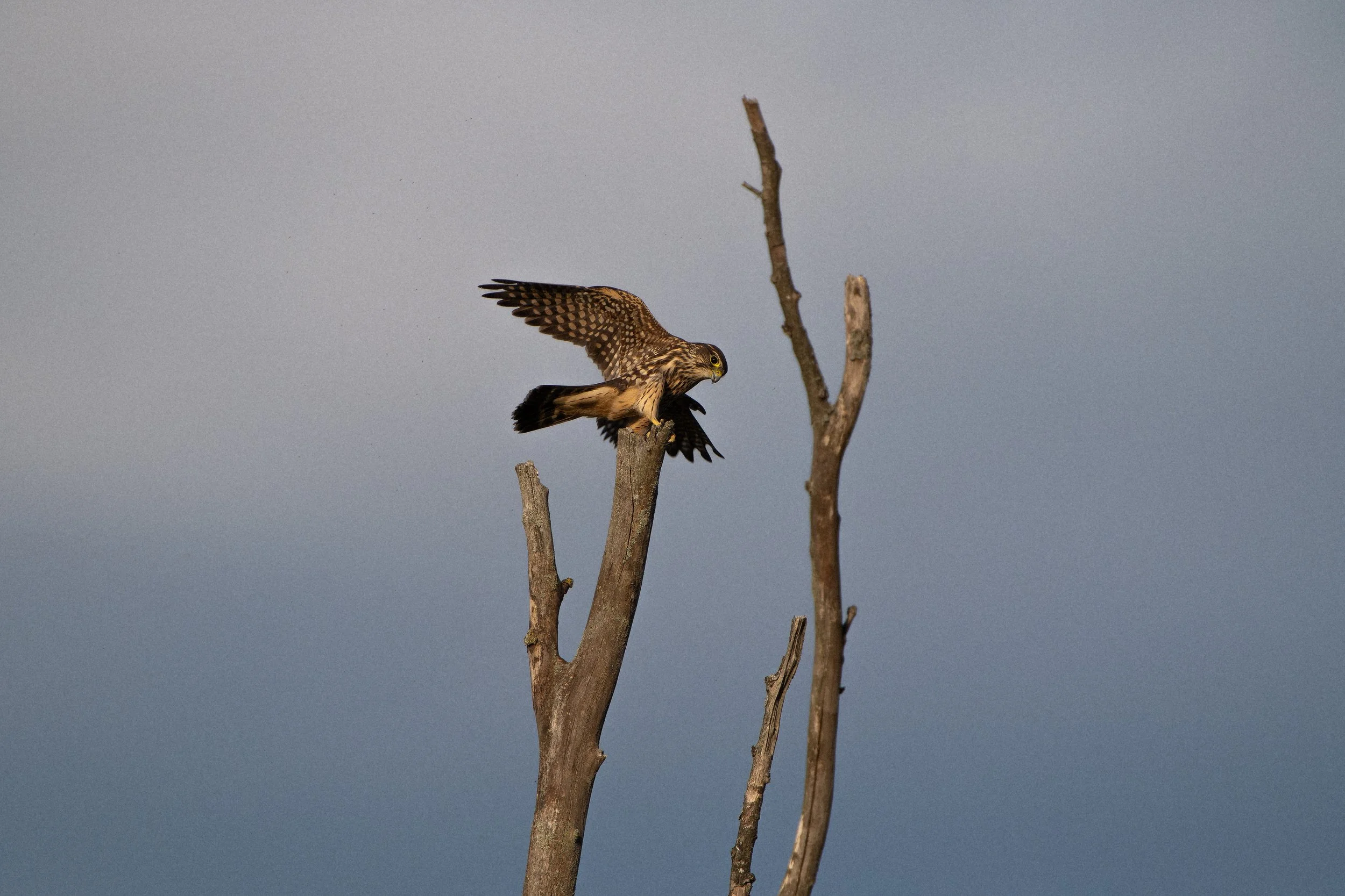 A bird of prey, possibly a falcon or hawk, perched on the top of a leafless tree branch against a cloudy sky.