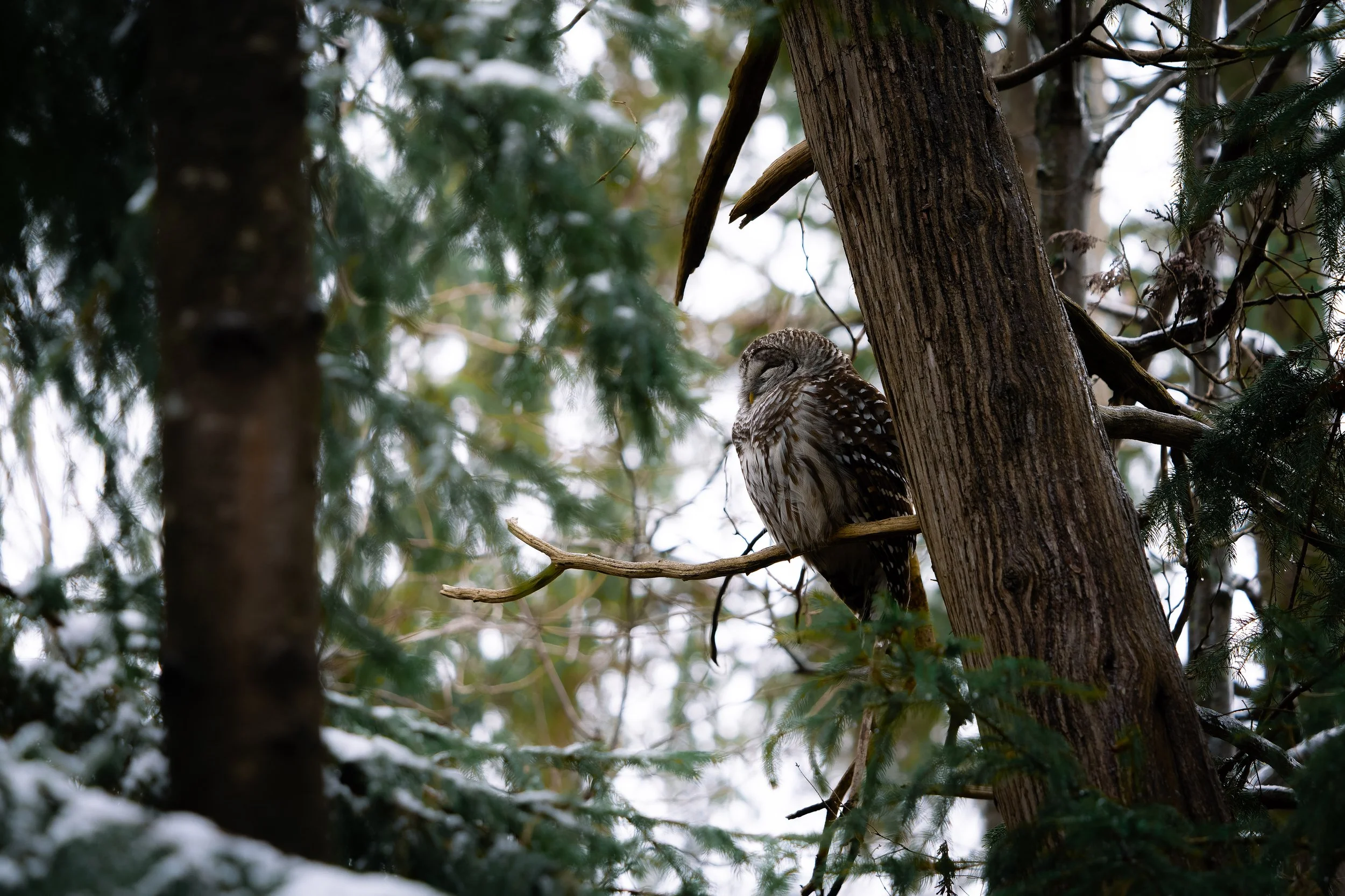 A brown and white owl perched on a tree branch amidst green foliage and snow.