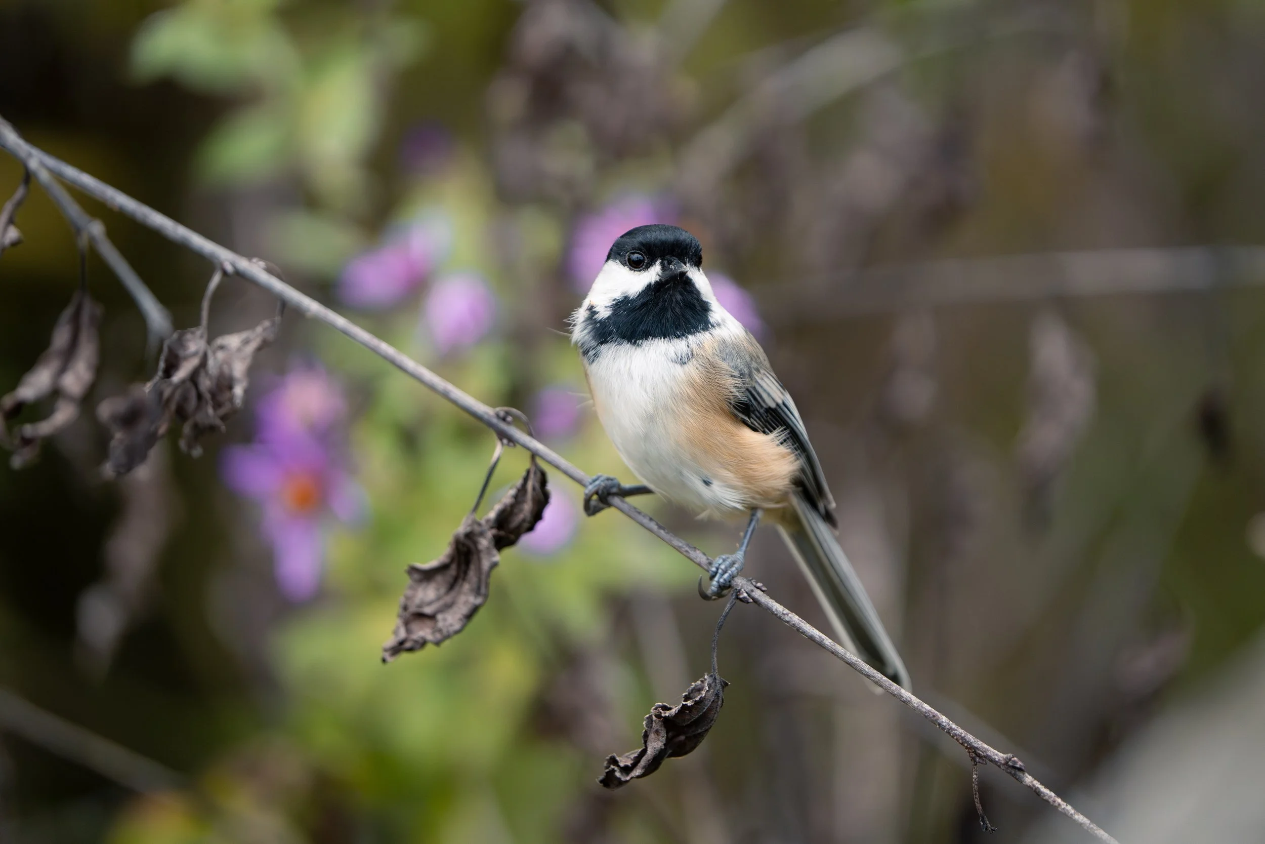 A small bird with black, white, and tan plumage perched on a thin, leafless branch with a blurred background of green and purple foliage.