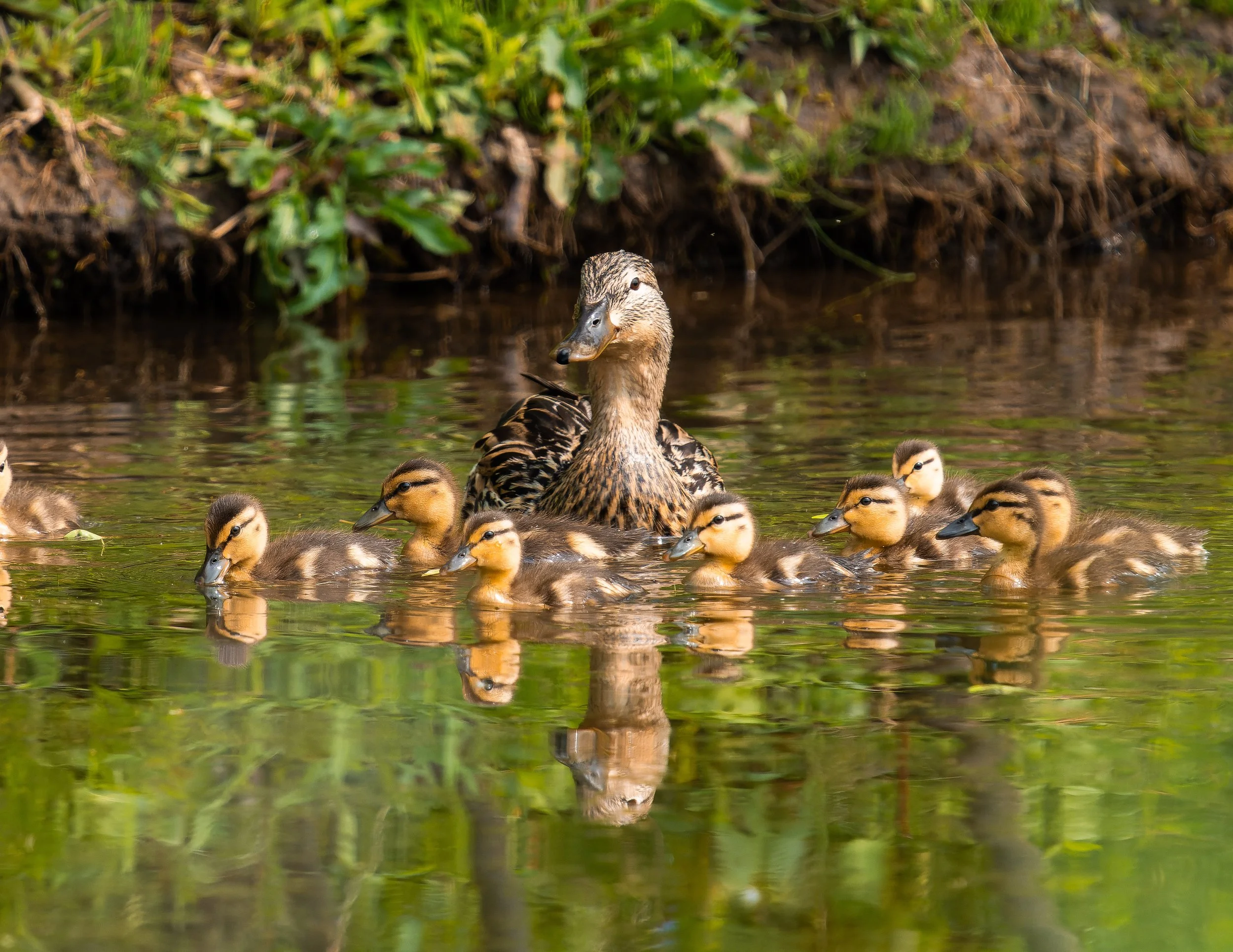A duck with a speckled head and brown body swimming in a pond, surrounded by ducklings and green vegetation along the water's edge.