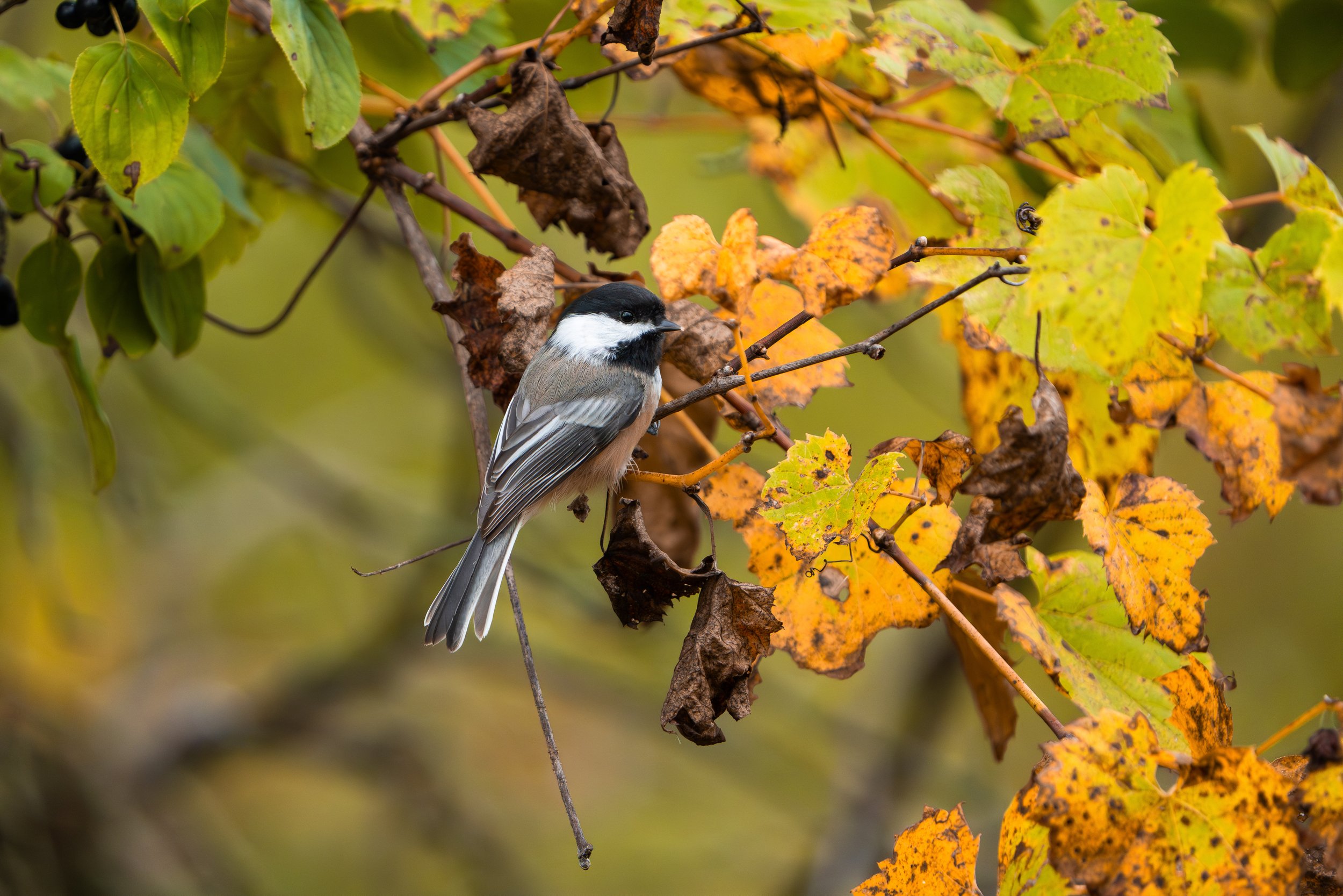 A small bird with black, white, and gray feathers perched on a branch among yellow, orange, and brown autumn leaves, with some that appear withered and dead.