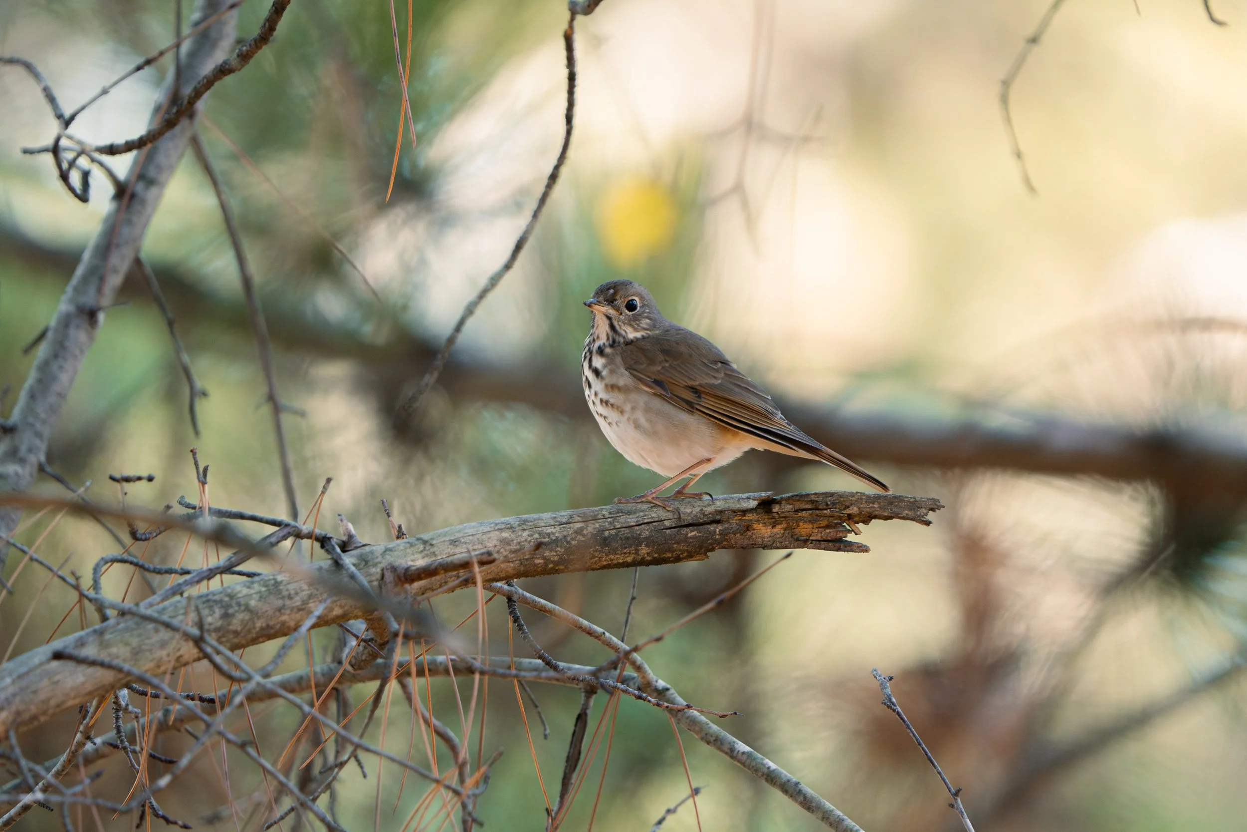 A small brown bird with a white and black streaked chest perched on a fallen branch among thin, leafless twigs and branches in a forest setting.