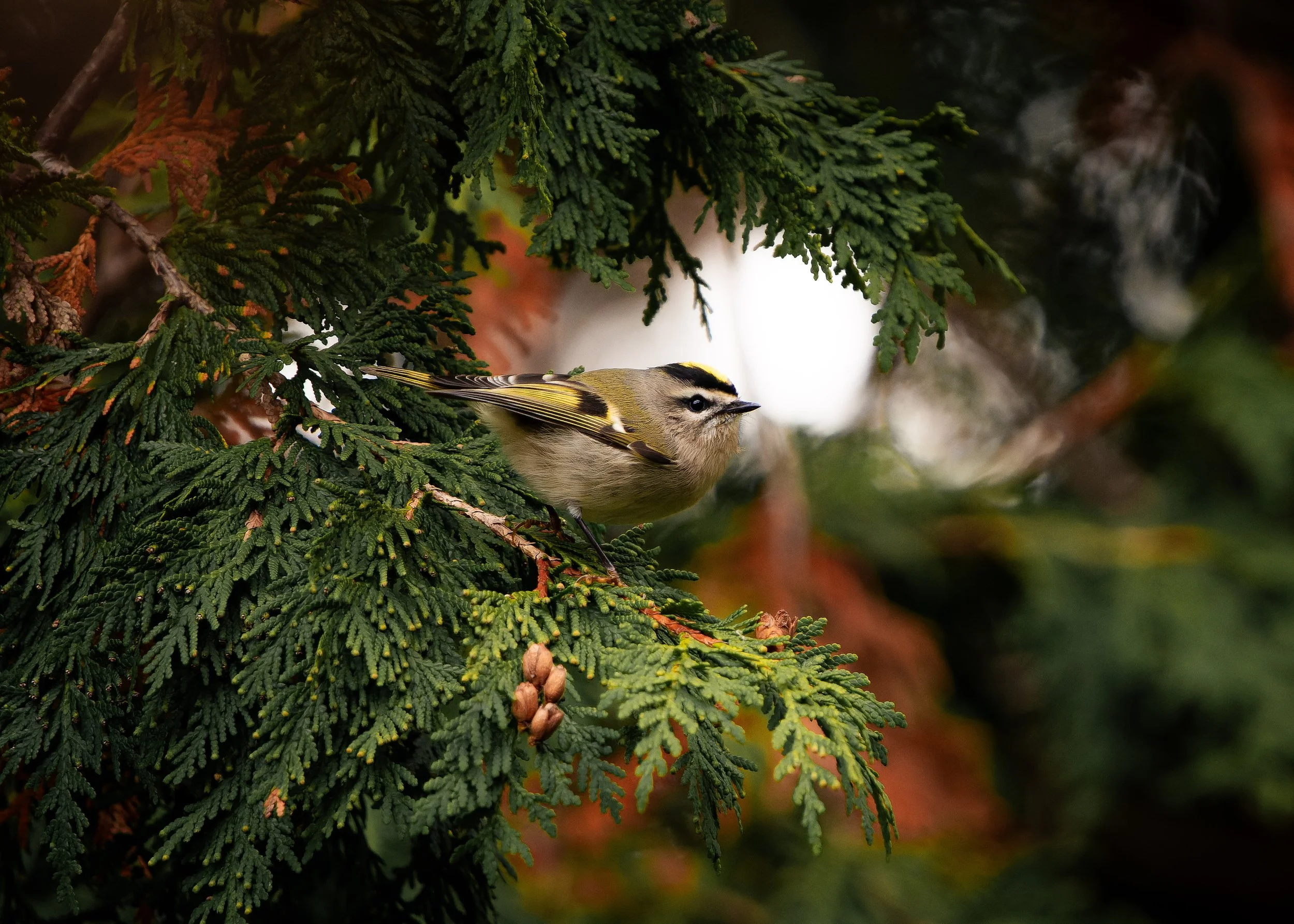 A small bird with yellow, black, and white markings resting on a branch of green coniferous tree branches.