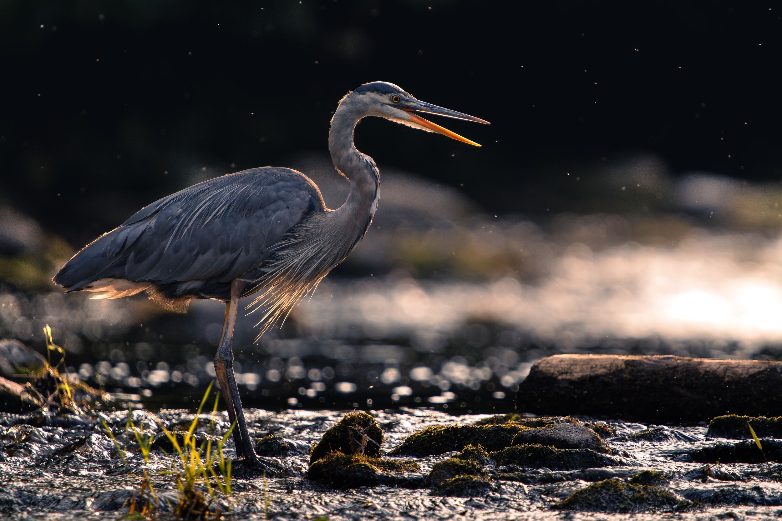 A heron standing in a shallow, rocky water area at sunset, with its beak open and surrounded by small particles or dust in the air.