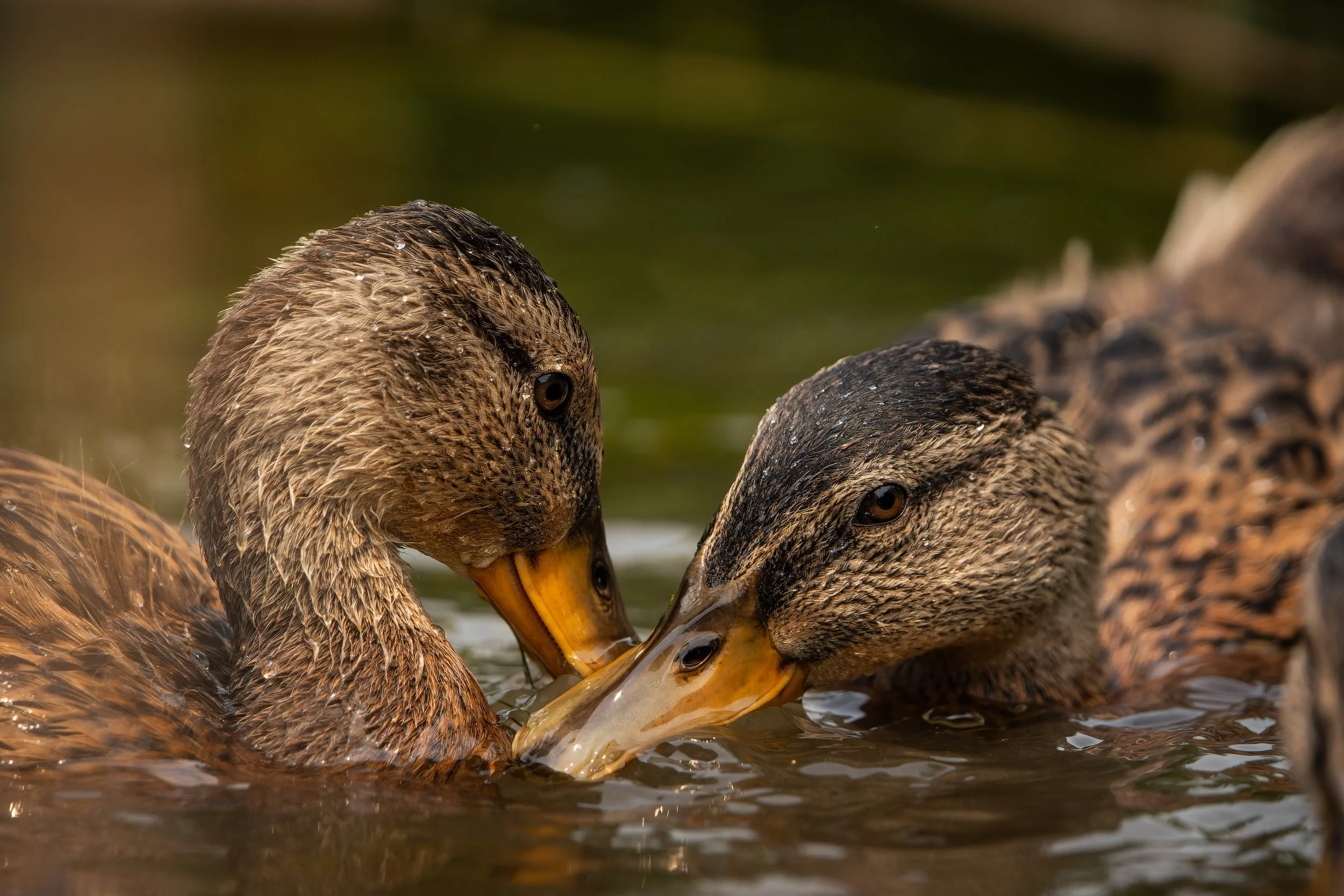 Two ducks swimming close together, with their beaks touching, in a body of water.
