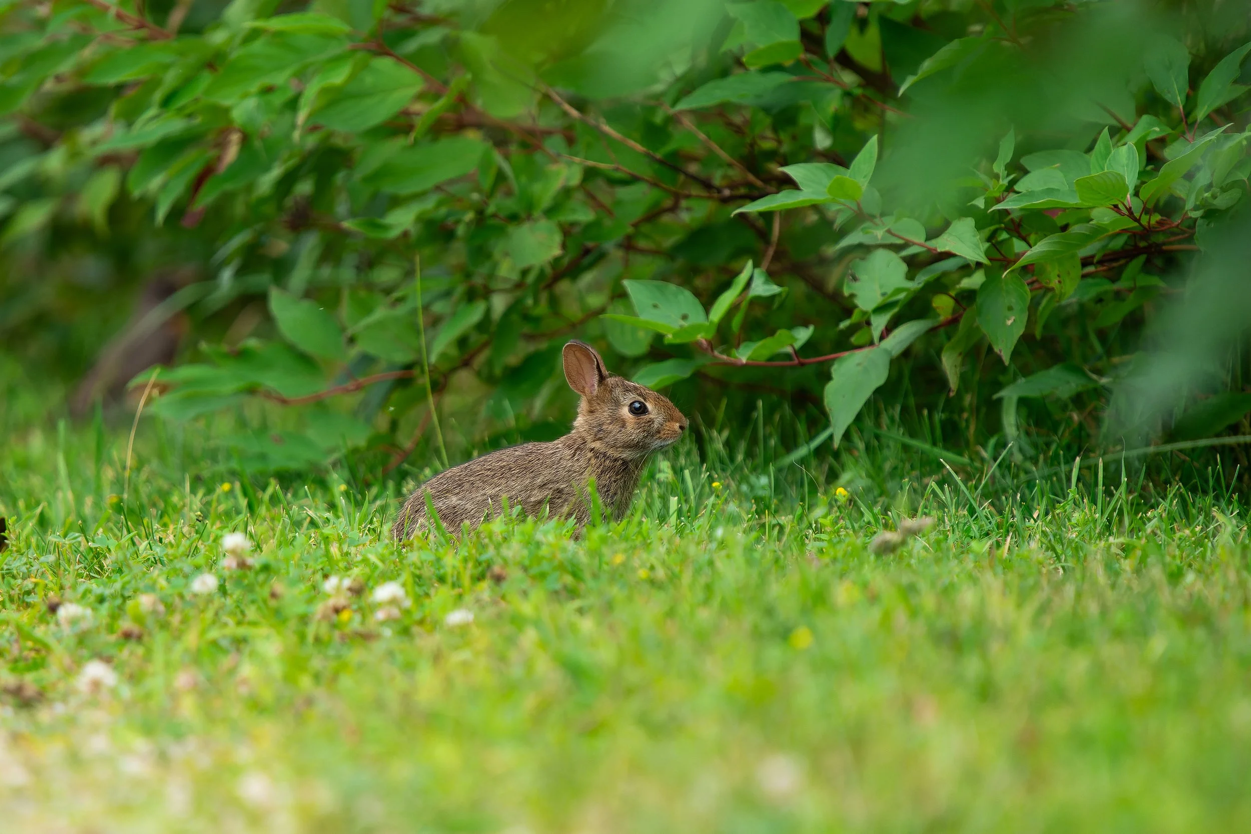 A small rabbit sitting on the grass surrounded by green bushes and foliage.