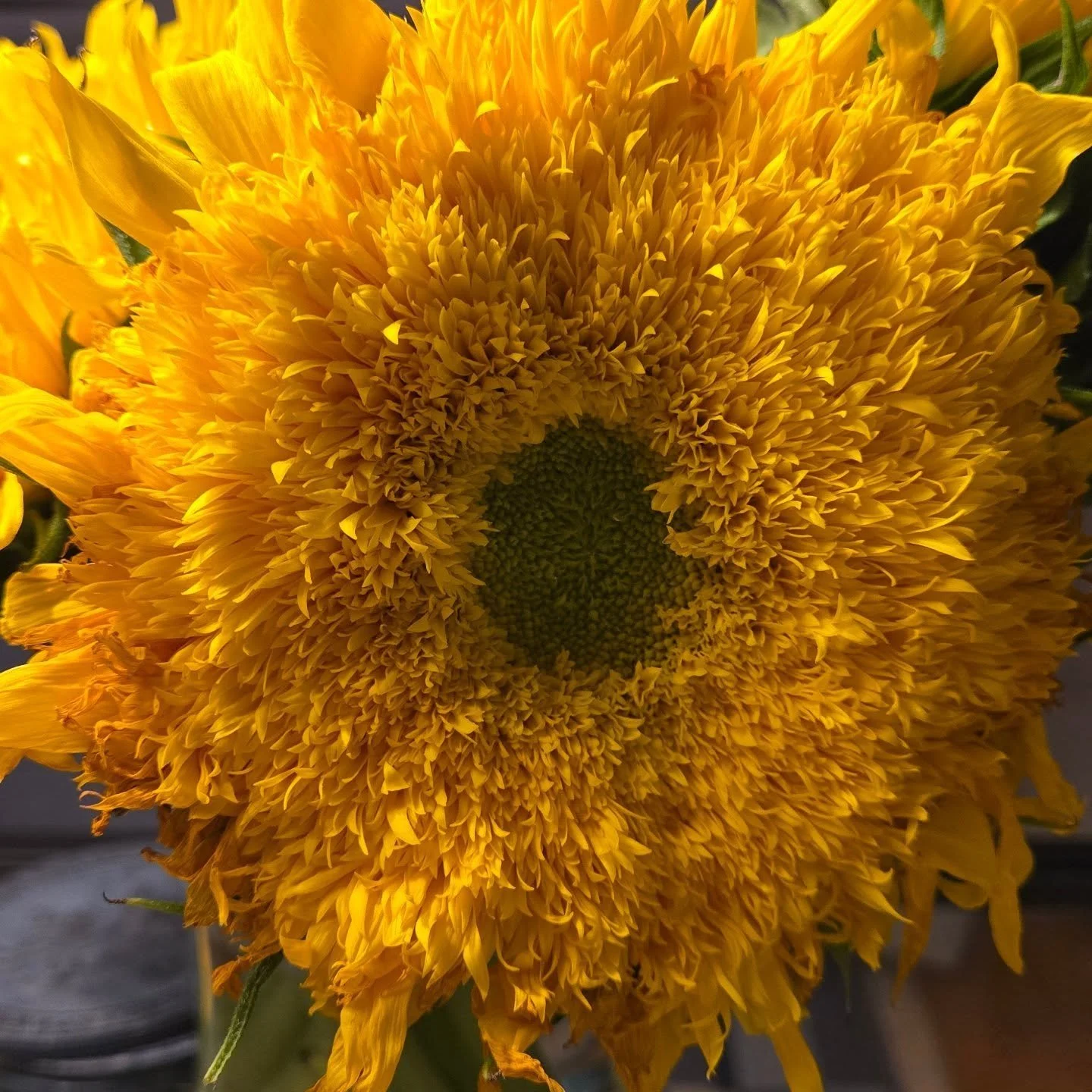 Sunflowers, the joys of summer. #summervibes🌴 #sunflowers #fieldsofgold