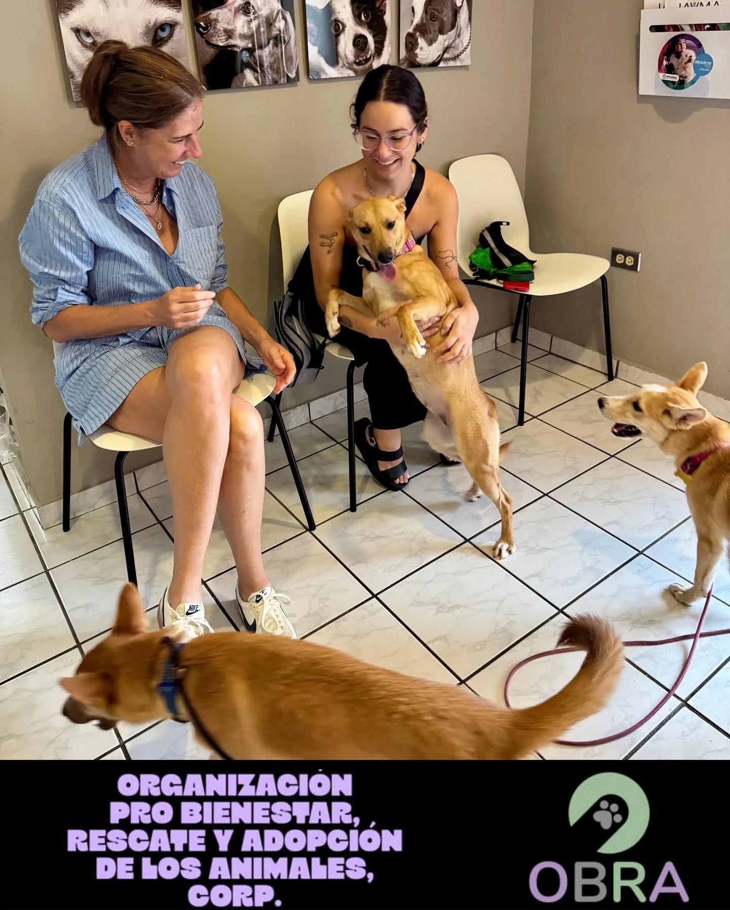 Conozcan a @obra.rescuepr 🐾 Una organizaci&oacute;n voluntaria dedicada a rescatar perritos abandonados en la isla y conectarlos con hogares para siempre. 🐶💜

La semana pasada tuvimos el placer de conocer al equipo de OBRA y sus rescates actuales 