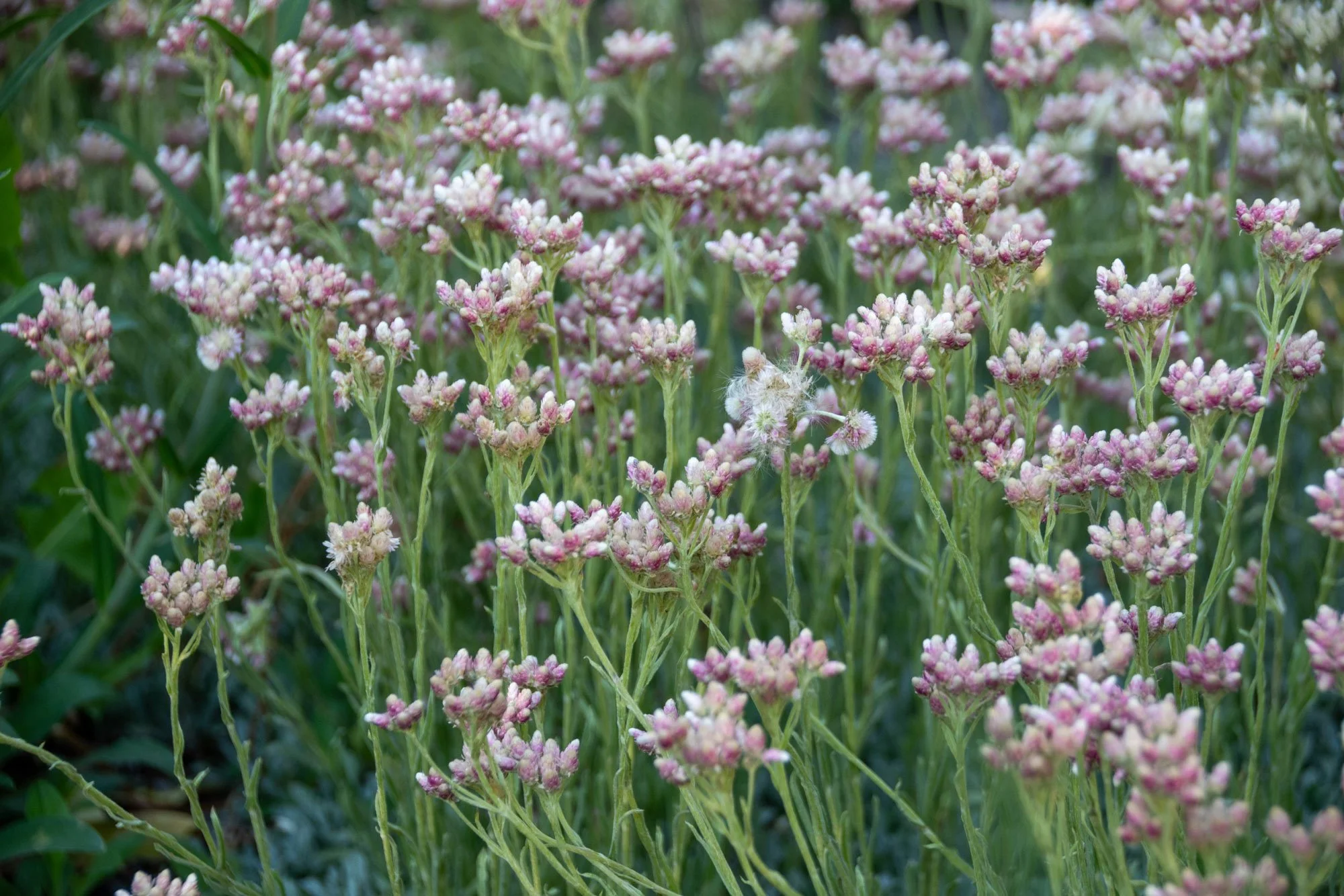 Close-up of pink and white flowering plants with green leaves in the background.